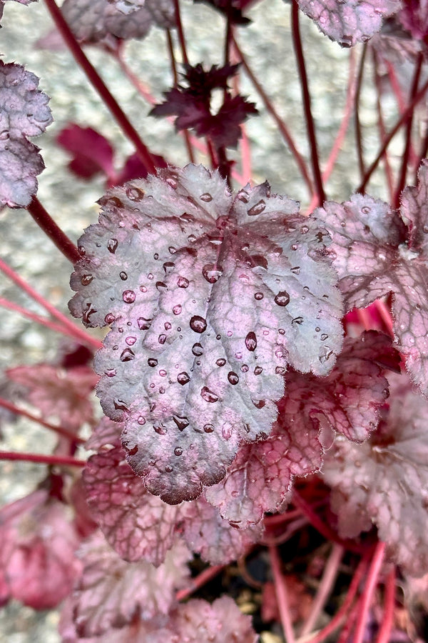 The dark burgundy leaves of the Heuchera 'Plum Pudding' with water droplets on them mid May at Sprout Home