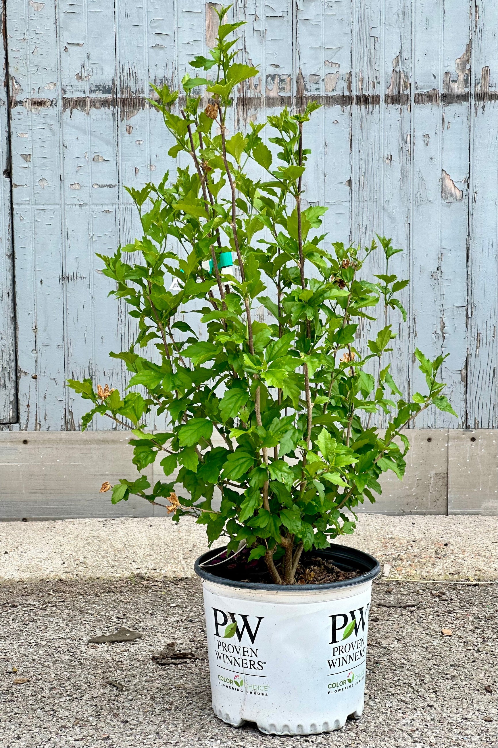 Hibiscus 'Dark Lavender Chiffon' shrub in a #3 Growers pot before blooming but with its green leaves mid May ©Sprout Home