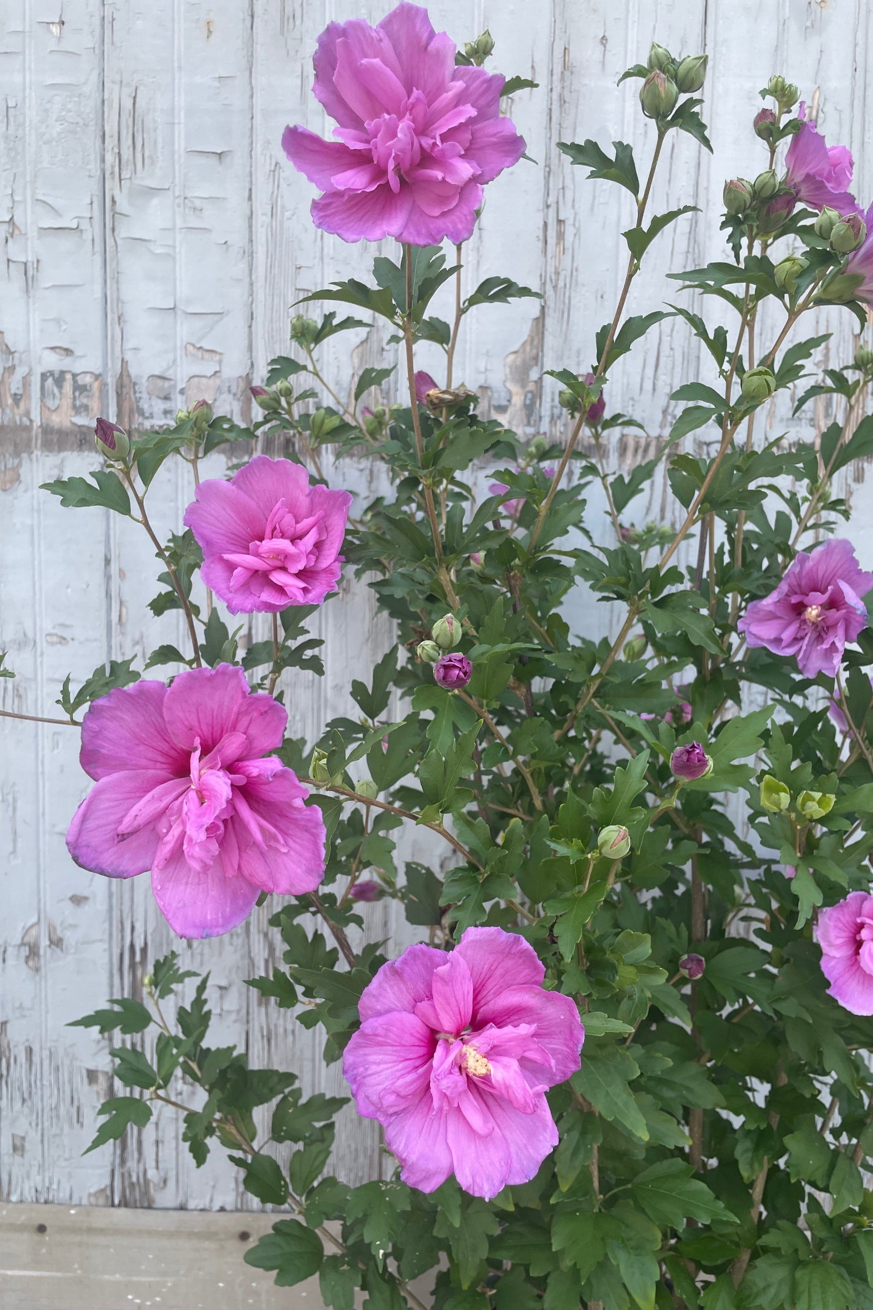 Hibiscus 'Dark Lavender Chiffon' flowers in full bloom on the shrub mid July ©Sprout Home