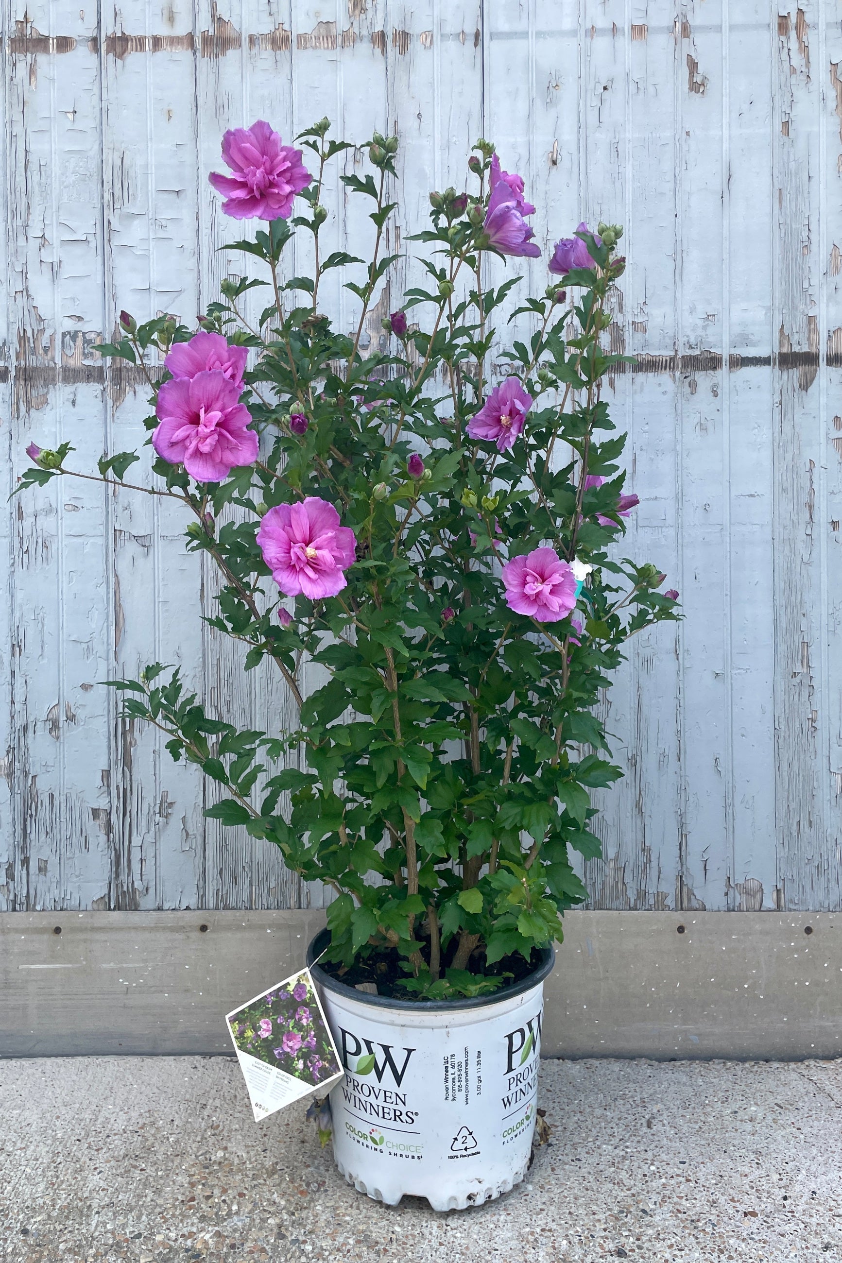 Hibisuc 'Dark Lavender Chiffon' in full bloom with its lavender flowers mid July in a #3 growers pot at Sprout Home. ©Sprout Home