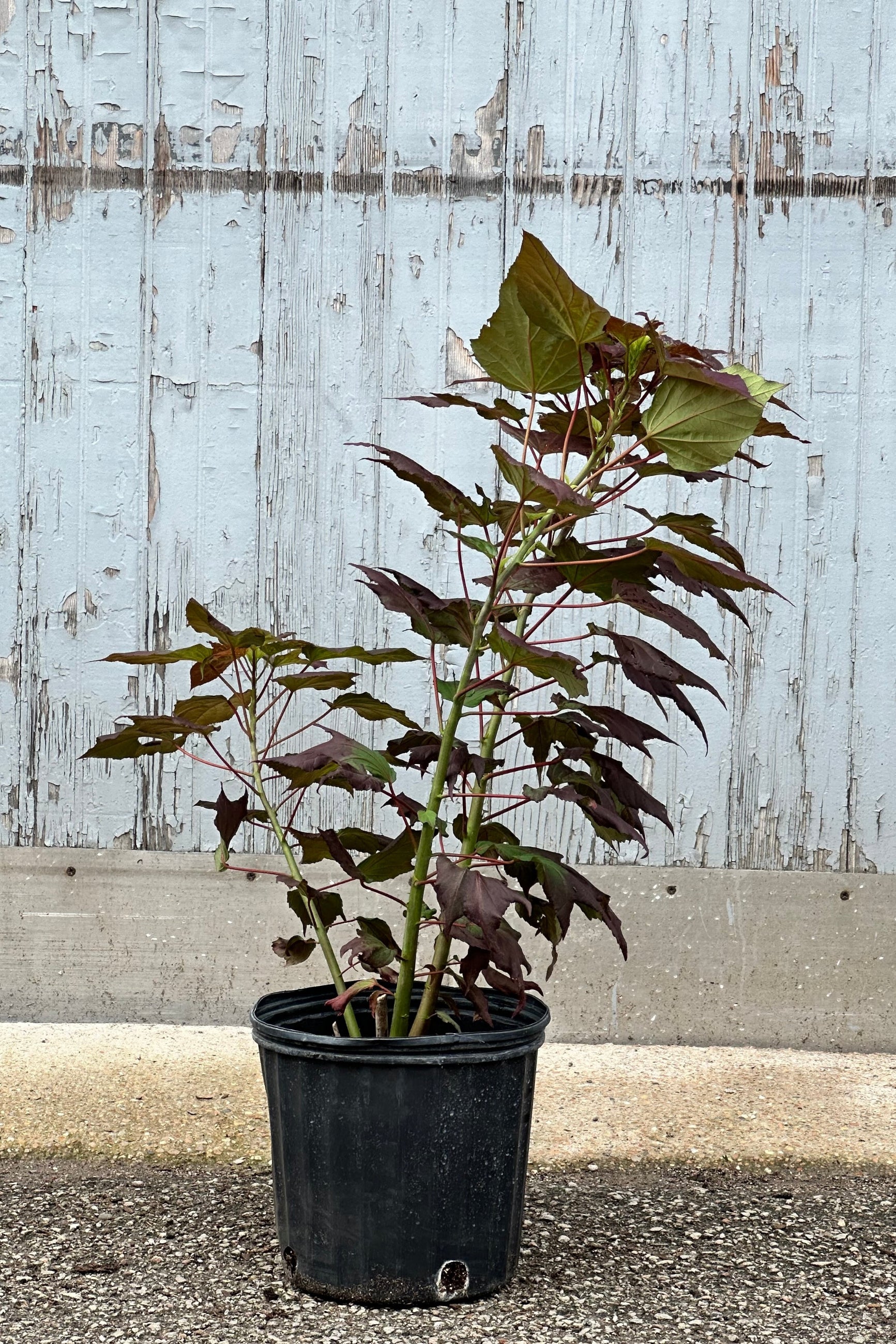 Hibiscus 'Dark Mystery' in a #3 growers pot before blooming the middle / end of June at Sprout Home. ©Sprout Home