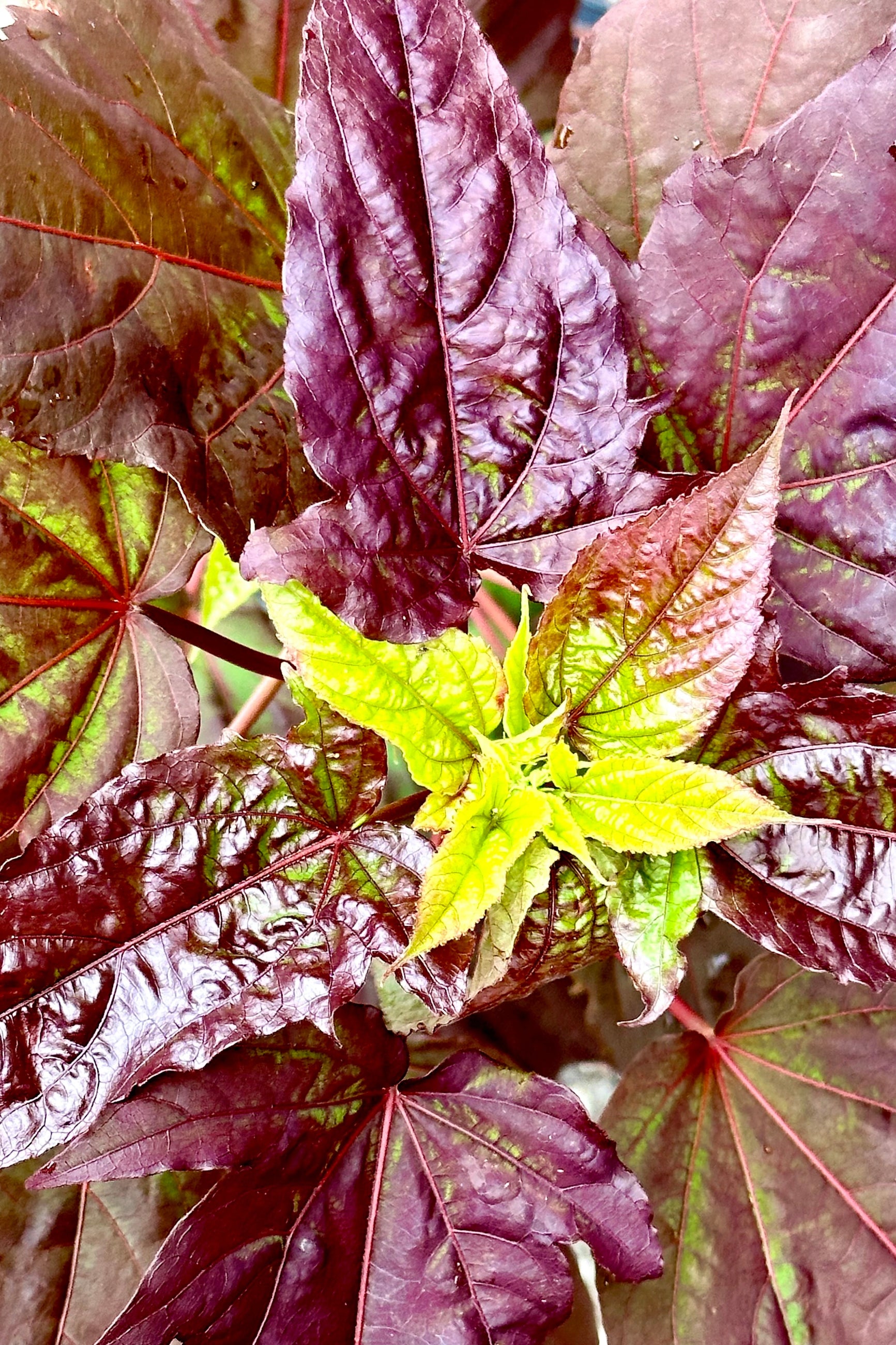A close up of the burgundy leaves with chartreuse new ones the middle of June of the Hibiscus 'Dark Mystery' ©Sprout Home