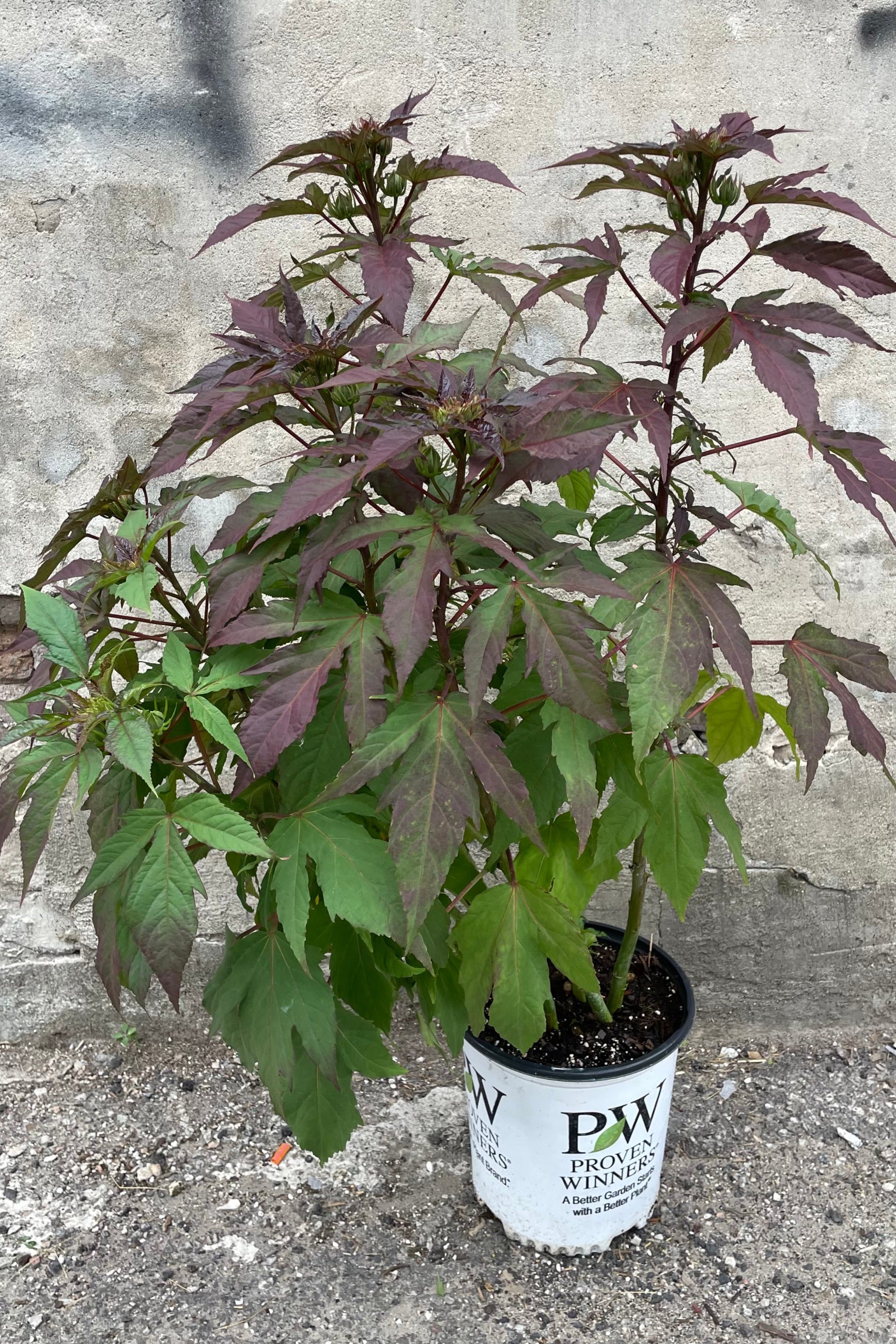Hibiscus 'Evening Rose' in a #2 growers pot the middle of June just starting to bud and full with its green and burgundy leaves. ©Sprout Home