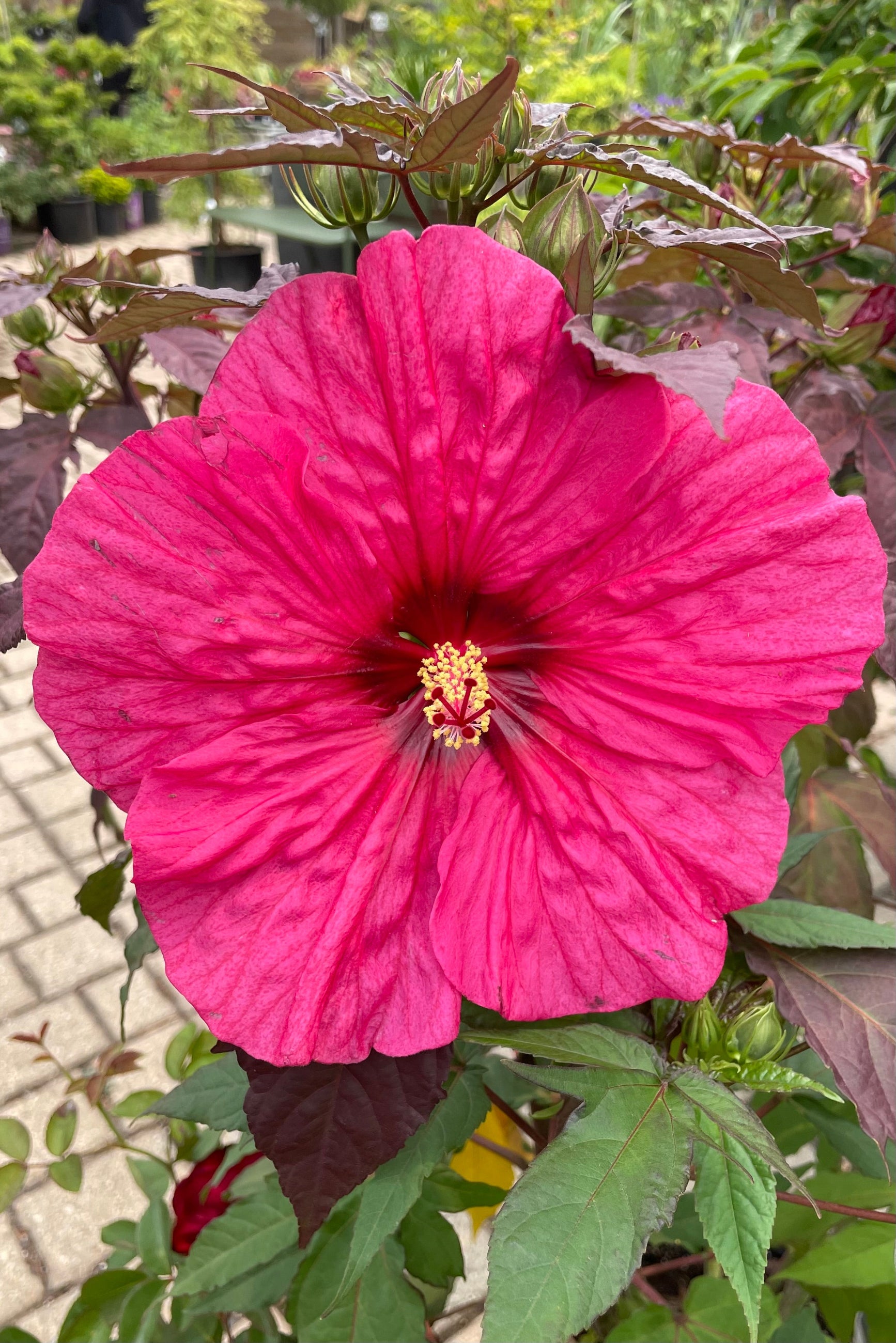 The huge hot pink open bloom of the Hibiscus 'Evening Rose' the end of June ©Sprout Home