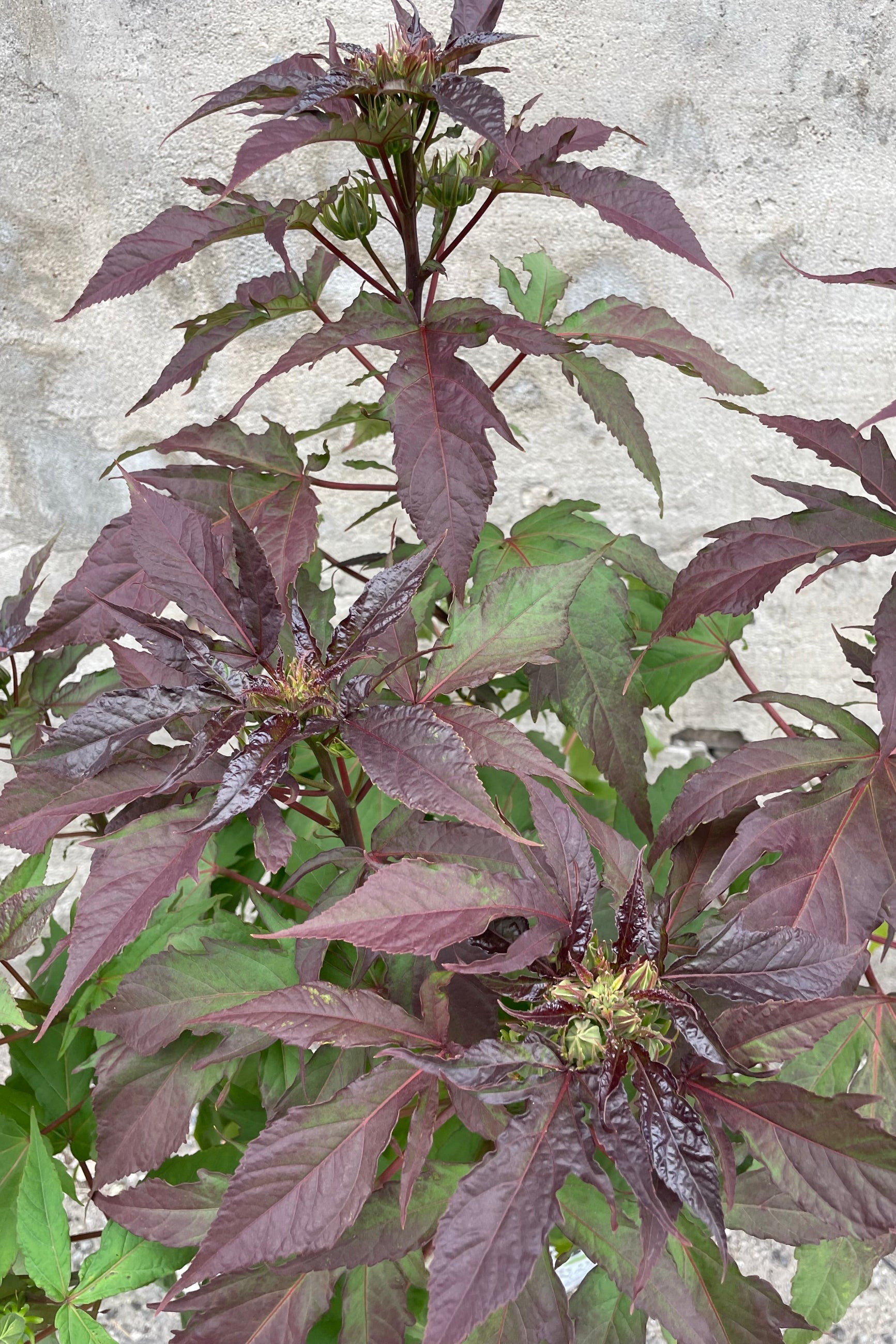 Hibiscus 'Evening Rose' just starting to bud the middle of June showing off its green and burgundy leaves. ©Sprout Home