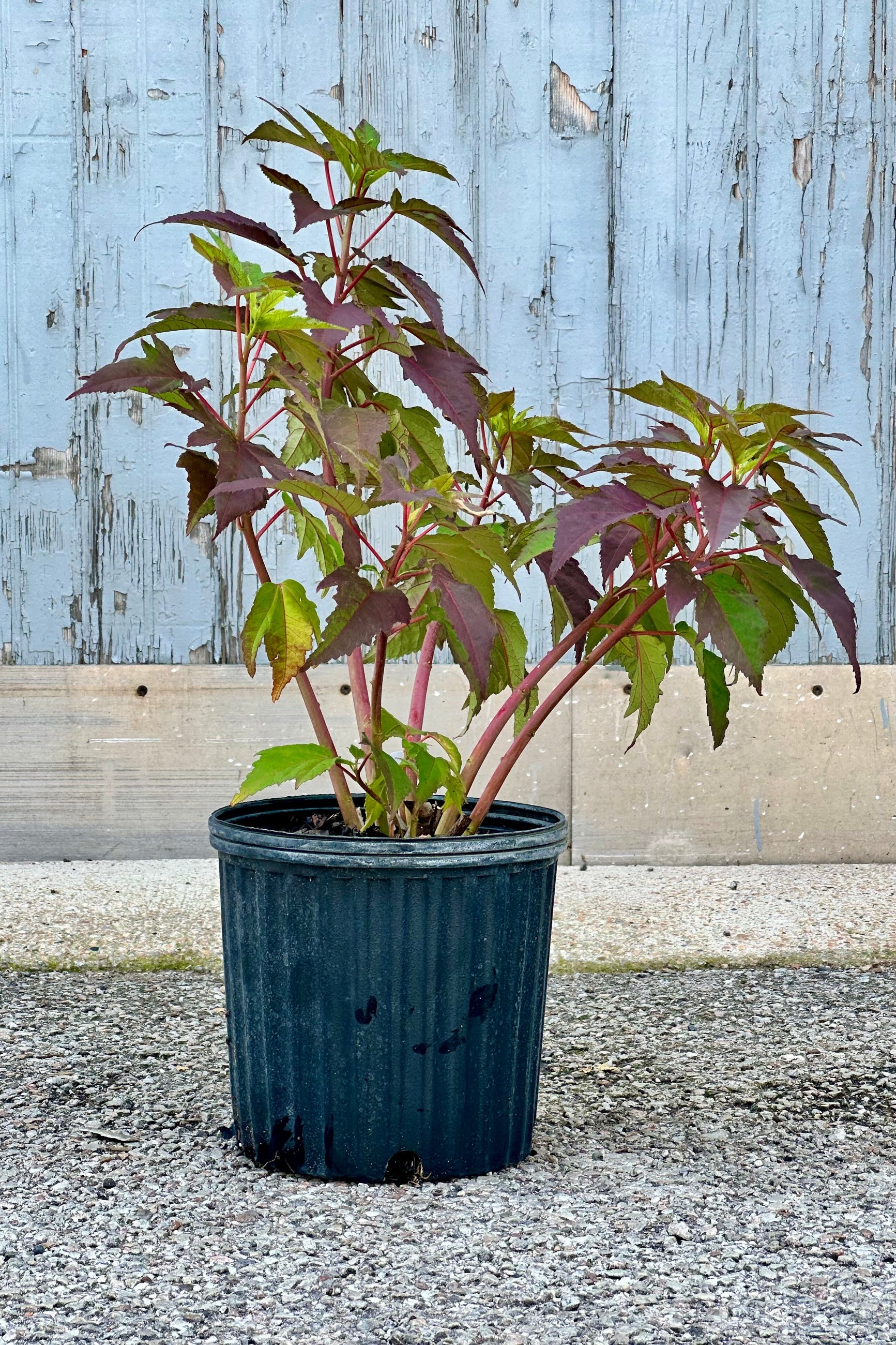 Hibiscus 'Mocha Moon' in a #2 growers pot mid July starting to bud. ©Sprout Home