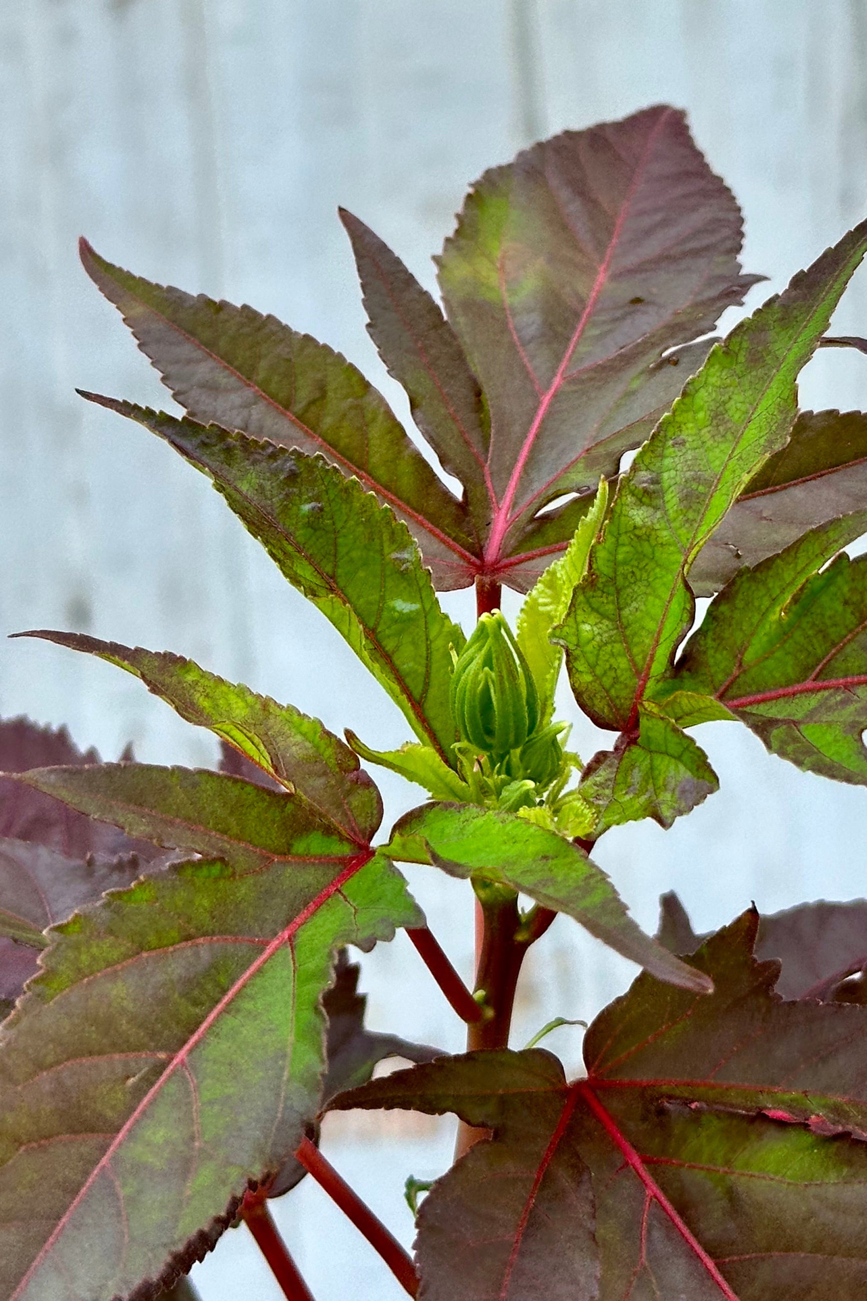 The burgundy and green leaves with a bud on the Hibiscus 'Mocha Moon' mid July ©Sprout Home
