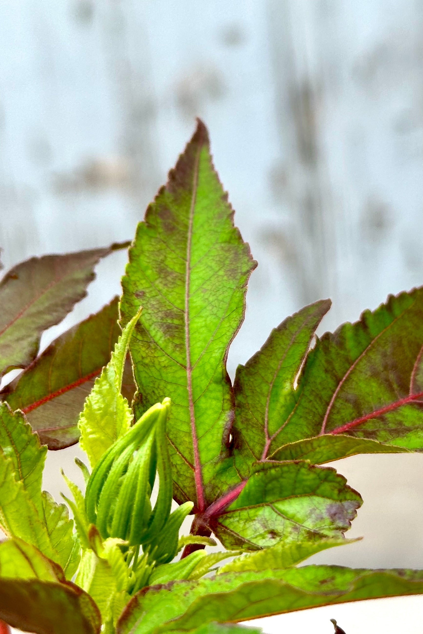 Hibiscus 'Mocha Moon' detail of the leaves showing the green to maroon colorations mid July. ©Sprout Home
