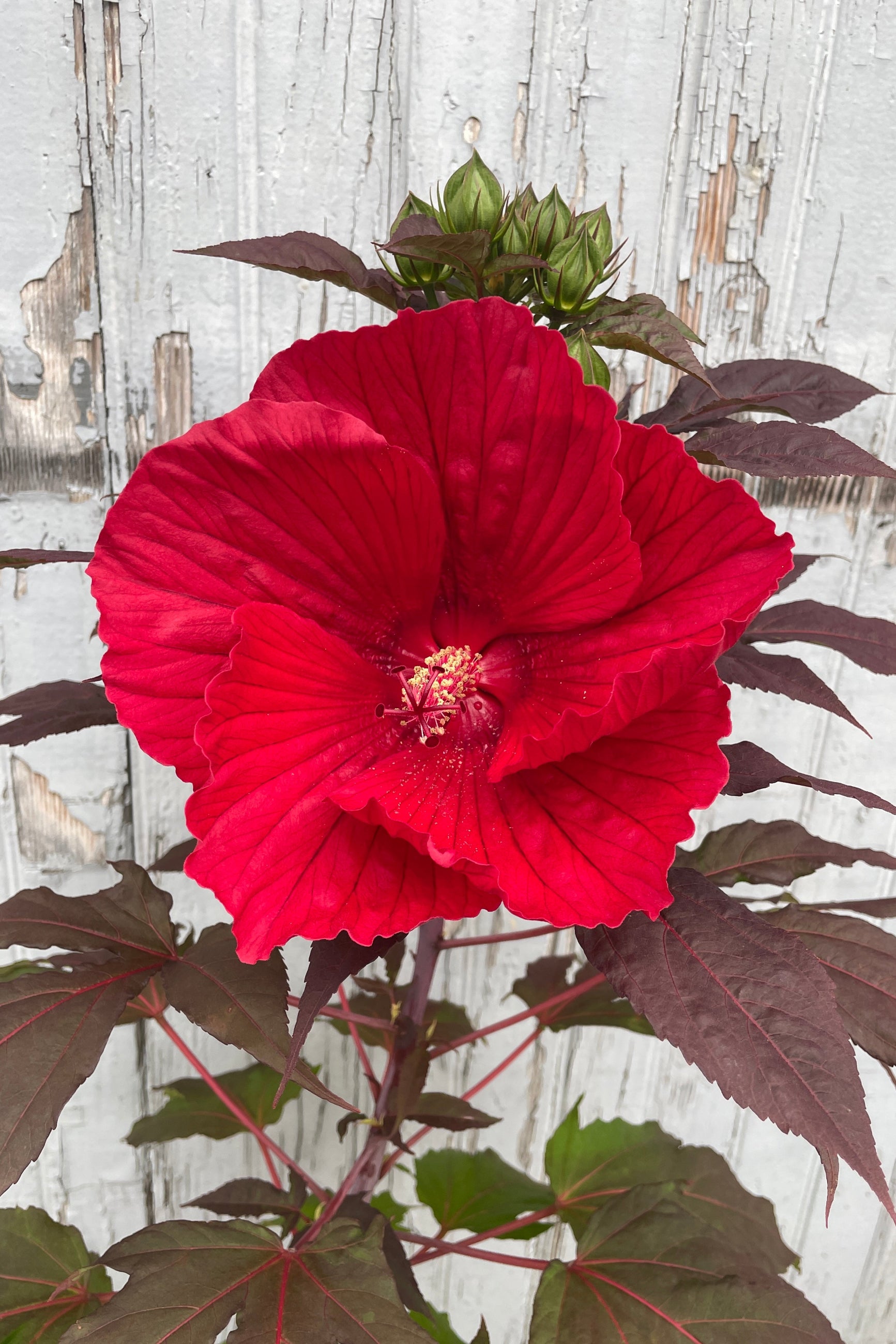 The massive deep red flower of Hibiscus 'Midnight Marvel' mid June at Sprout Home. ©Sprout Home