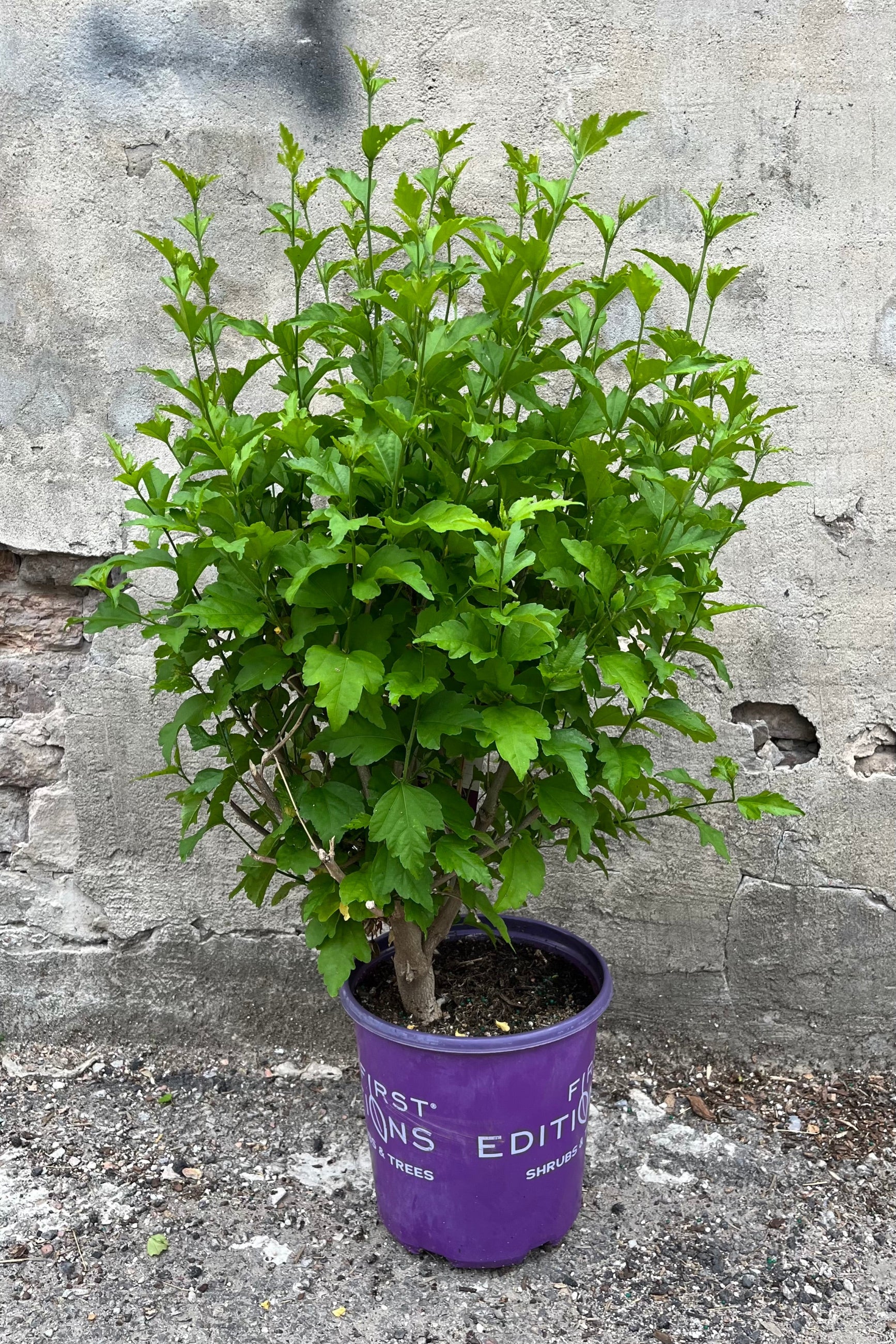 Hibiscus 'Bali' in a #2 growers pot the end of June with green leaves and just starting to set bud. ©Sprout Home