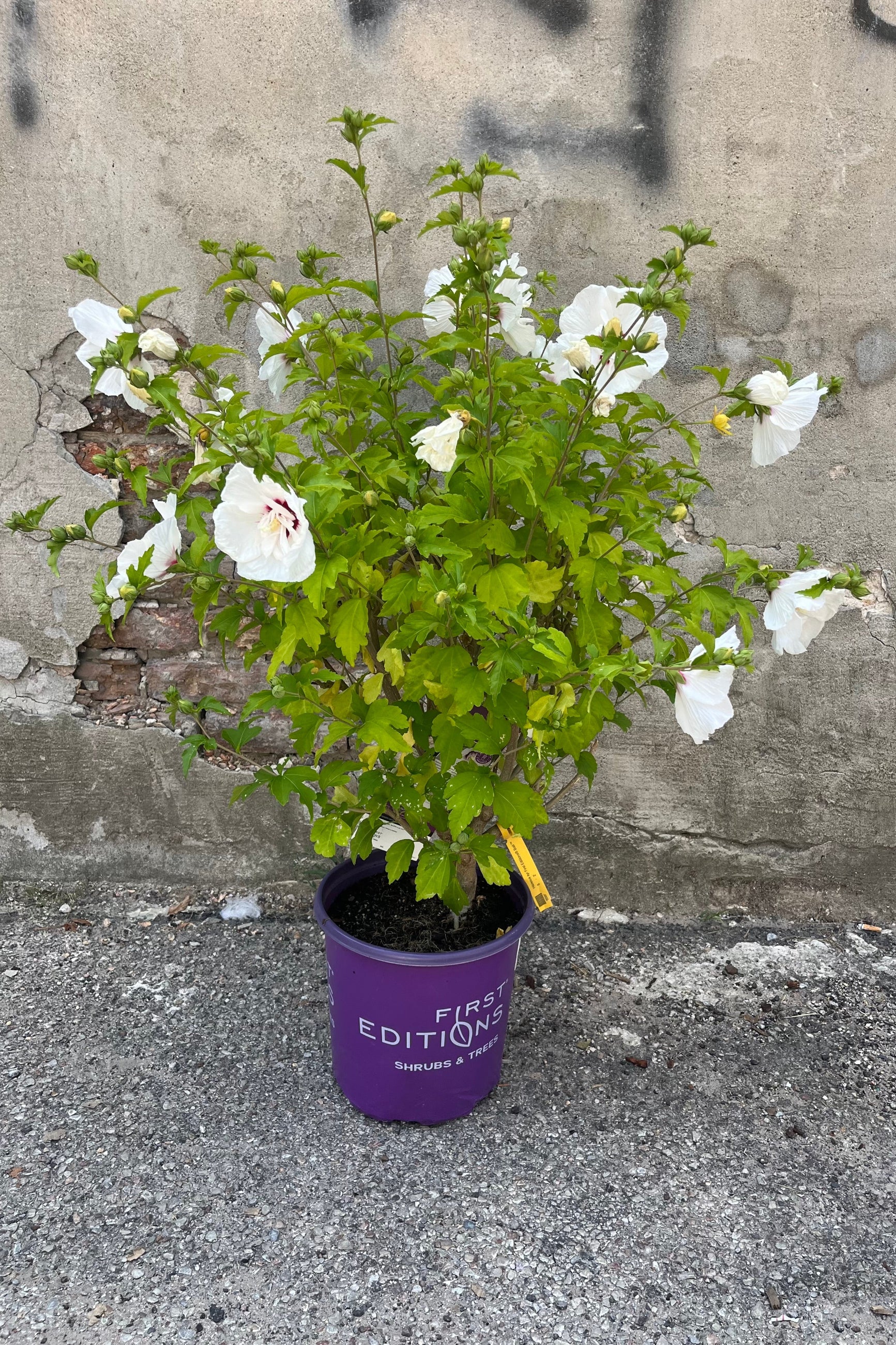 Image of Hibiscus Bali in #2 growers pot, in midsummer early August, in full bloom, showing many huge white flowers ©Sprout Home
