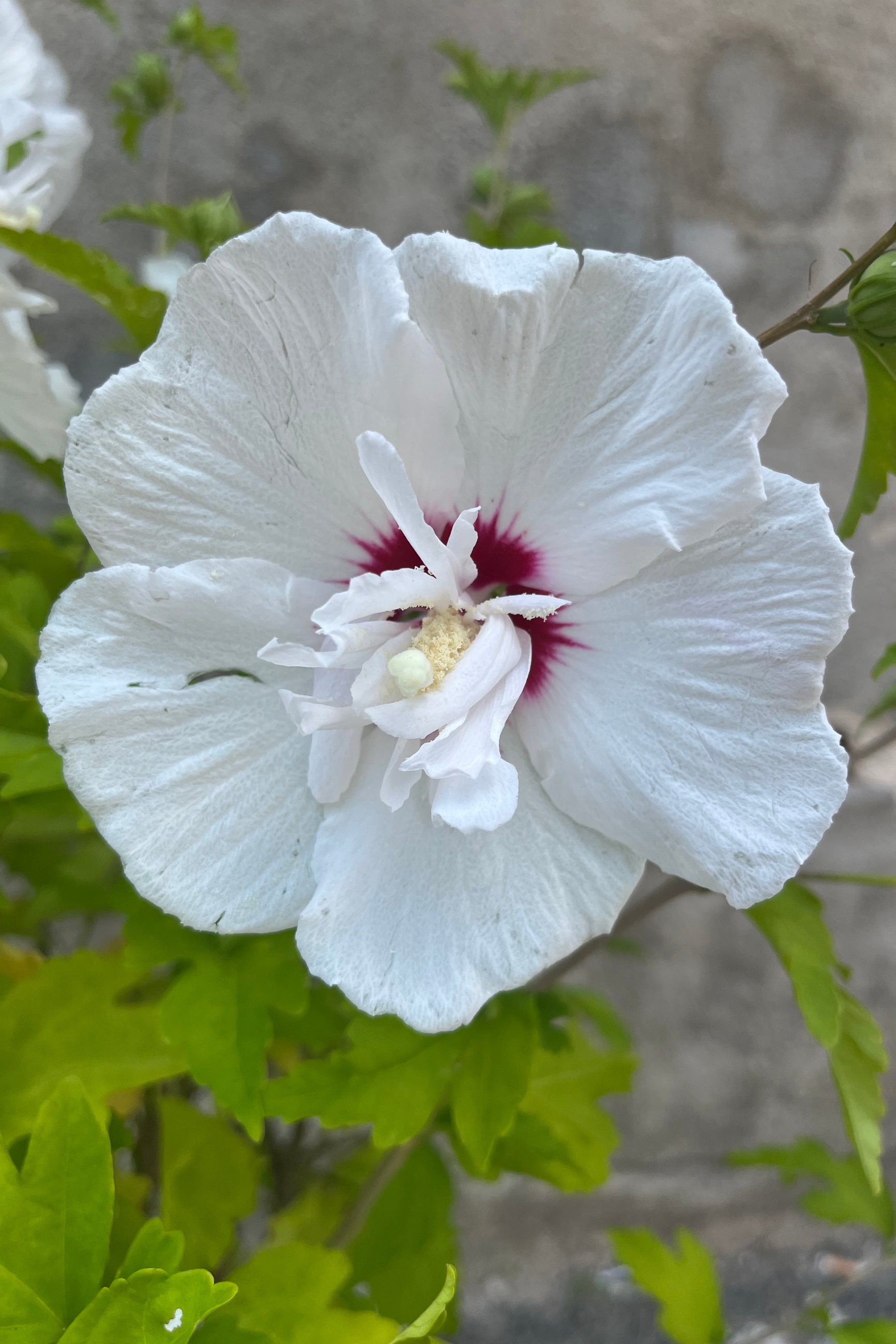 Detail image of Hibiscus Bali white flower, highlighted with a bold purple-red center ©Sprout Home