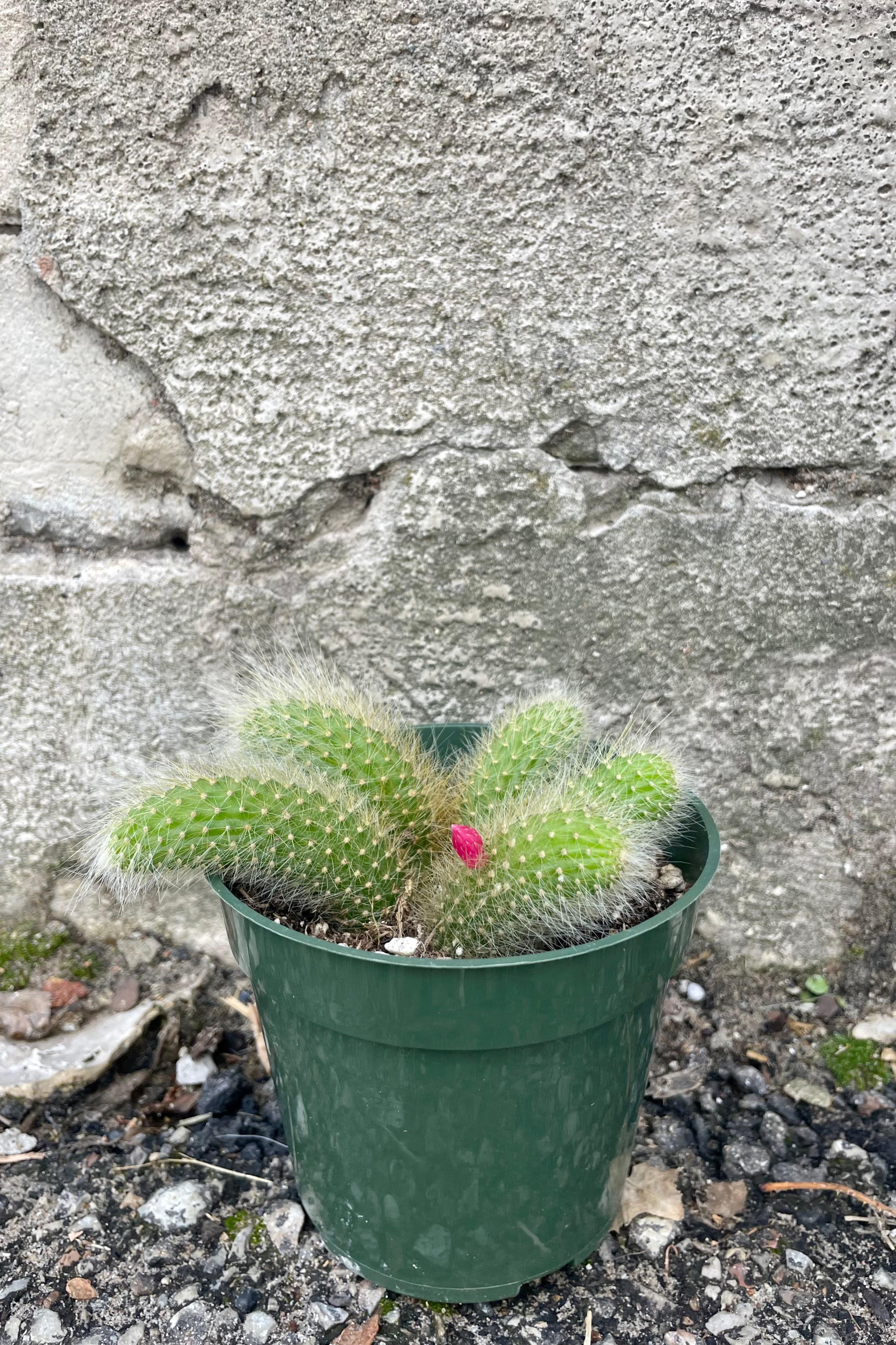 Photo of Hildewintera "Monkey Tail" Cactus in a green pot against a cement wall.
