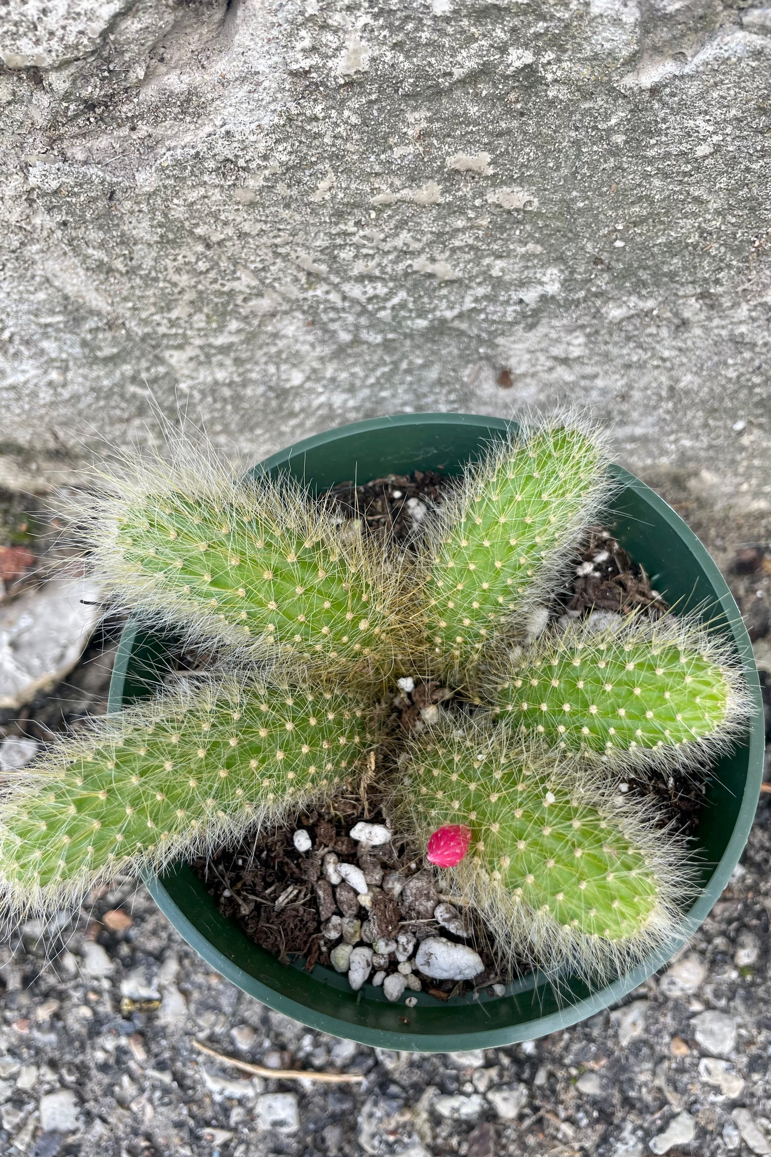 Photo looking down on green cactus stems of Hildewintera "Monkey Tail" houseplant with white spines and a red flower bud against a cement wall.