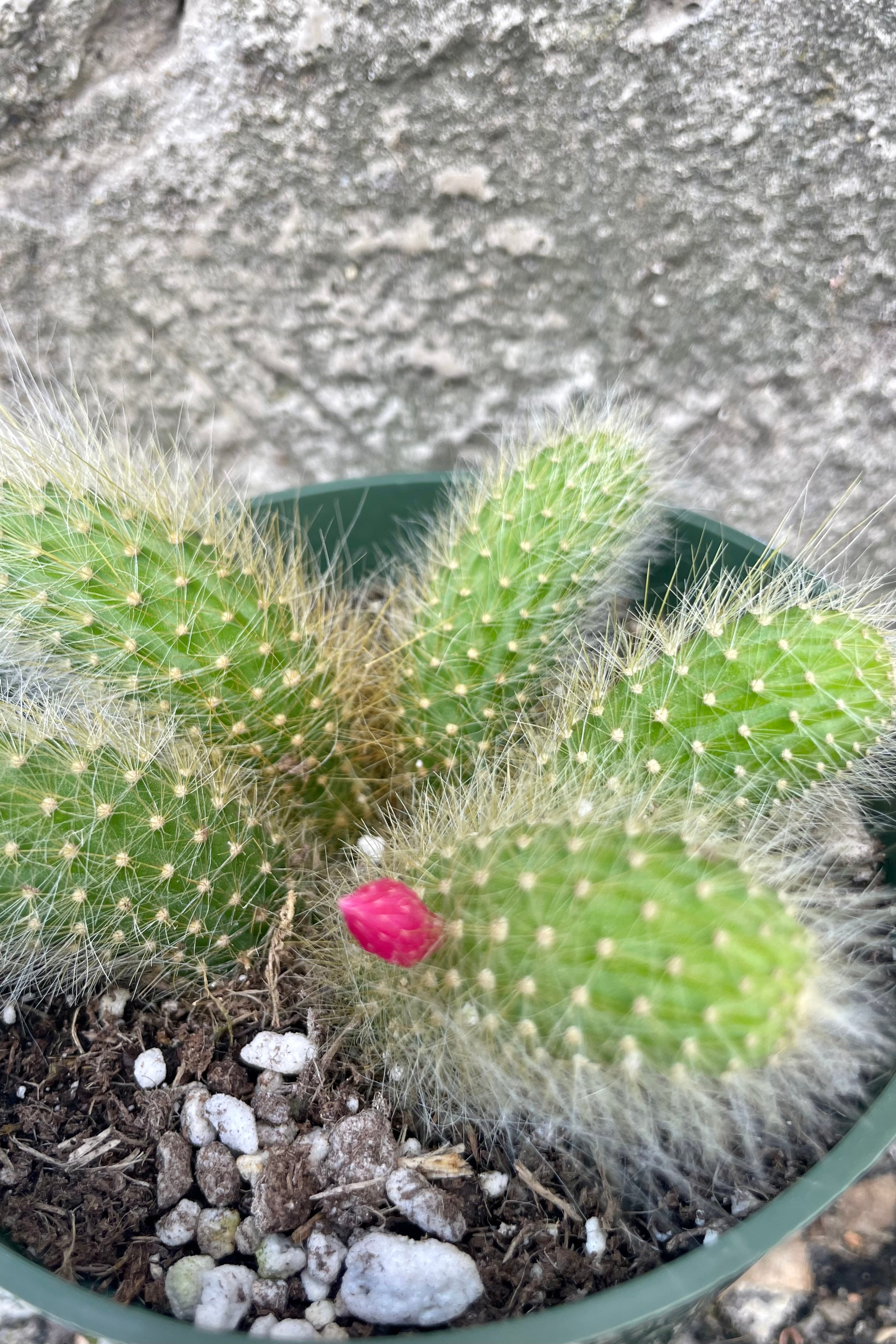 Close photo of green cactus stems of Hildewintera "Monkey Tail" houseplant with white spines and a red flower bud against a cement wall.