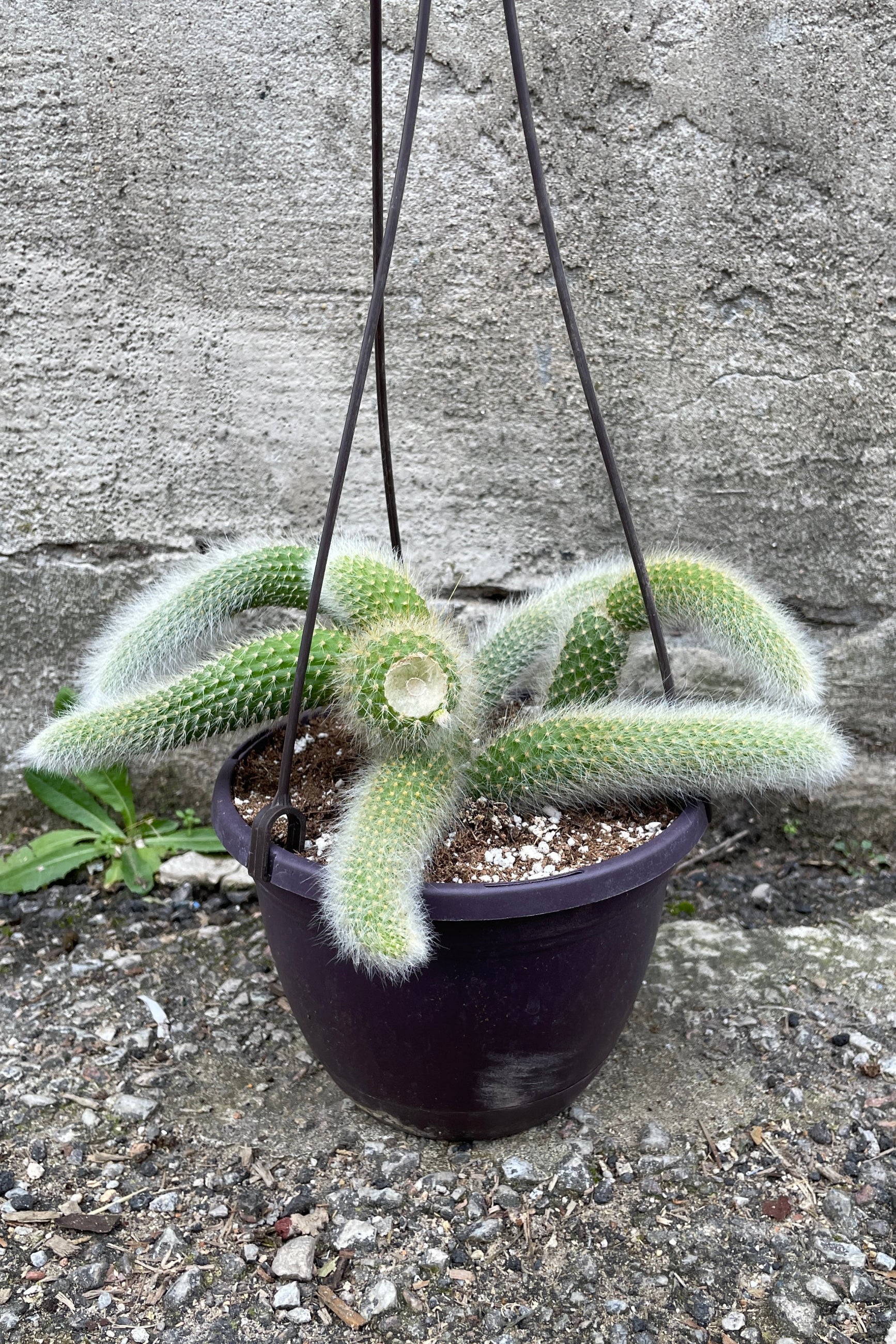 Hildewintera colademononi plant in a 6" growers pot. ©Sprout Home