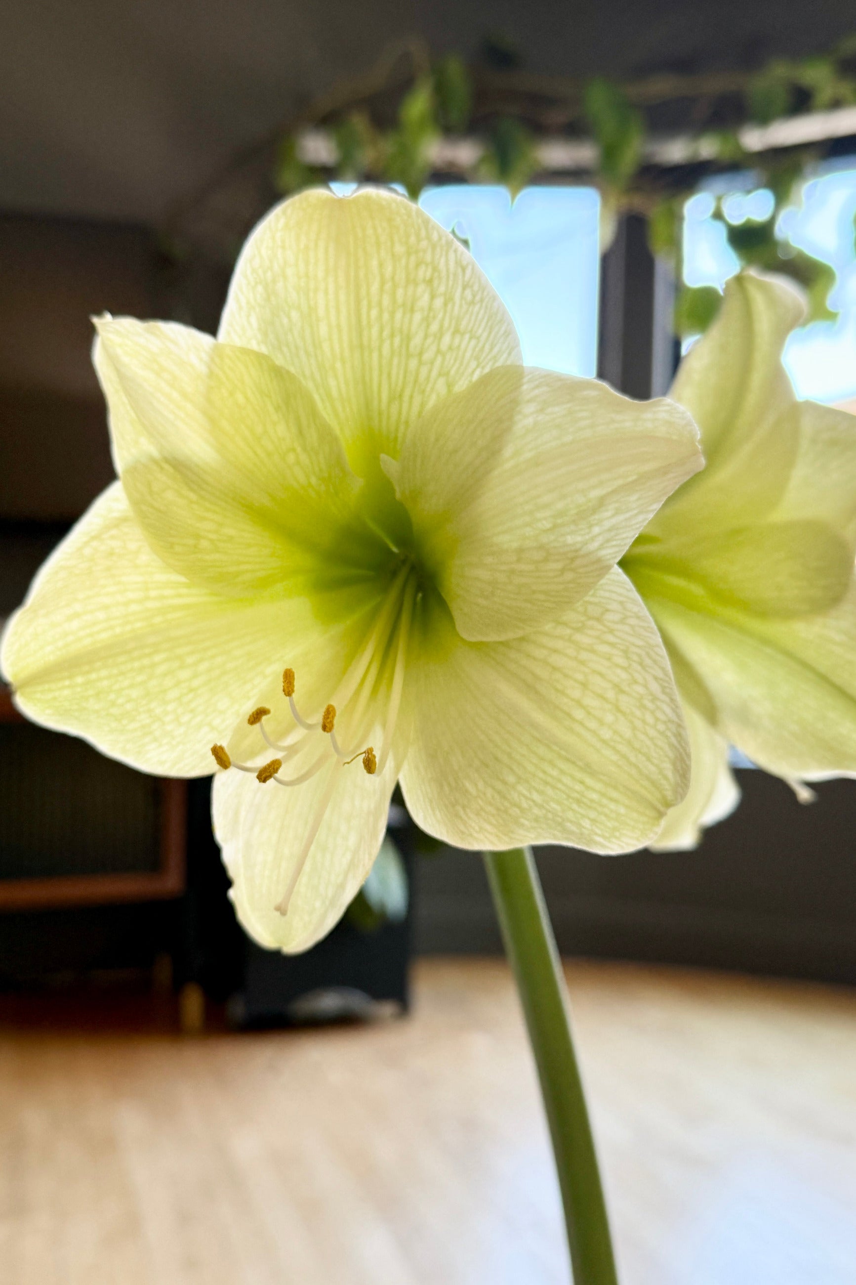 A pale yellow-green Hippeastrum (Amaryllis) 'Fantasy' flower in bloom with a green stem, photographed indoors with a softly blurred background showing a window and room interior. ©Sprout Home