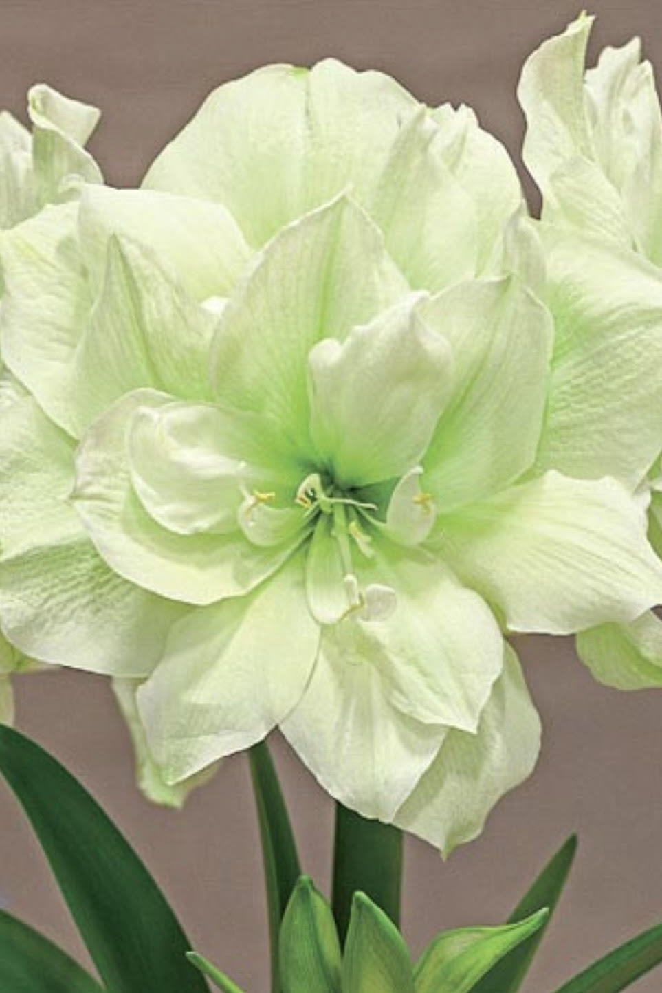Photo of a light green, double-petaled Amaryllis flower against a gray background.