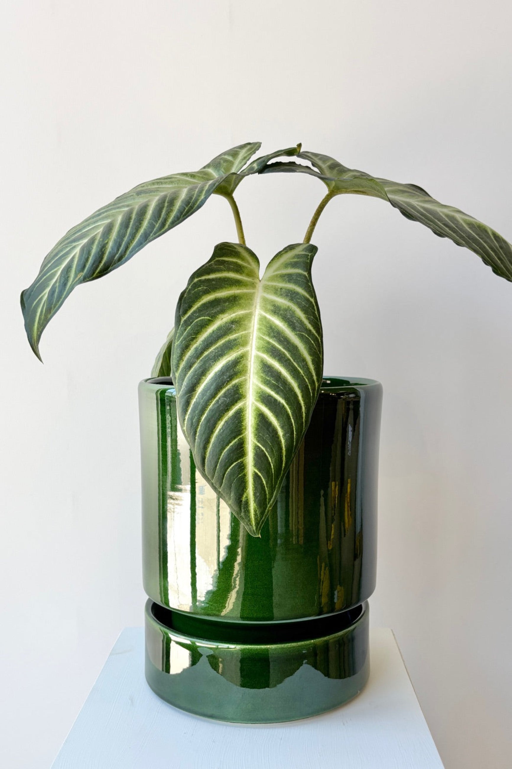 Emerald Green Hoff pot and saucer styled with a green plant against a white wall ©Sprout Home