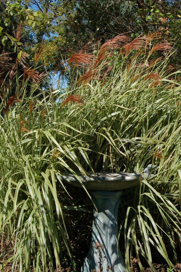 An adult Miscanthus 'Variegates' with its plumes in the landscape ©Hoffie Nursery