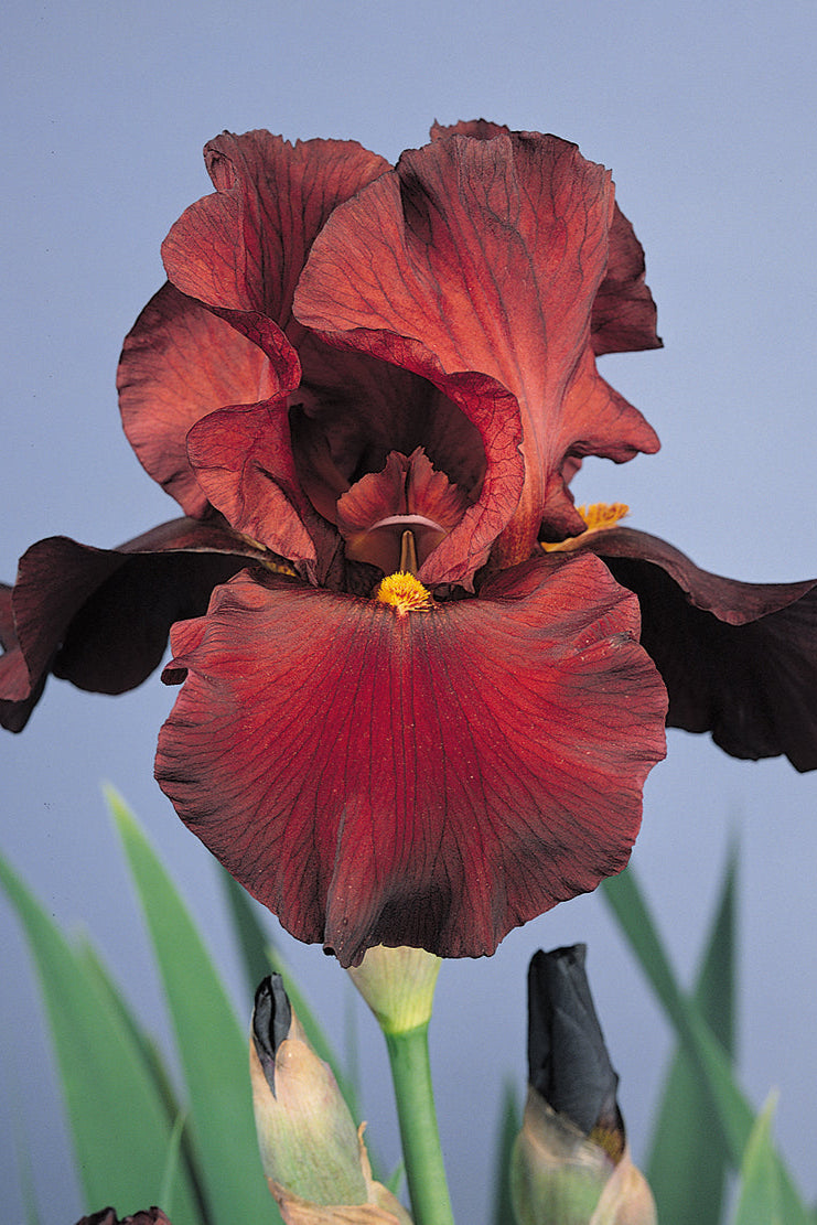 The incredible Iris 'War Chief' in bloom and up close with its black to mahogany red petals ©Hoffie Nursery