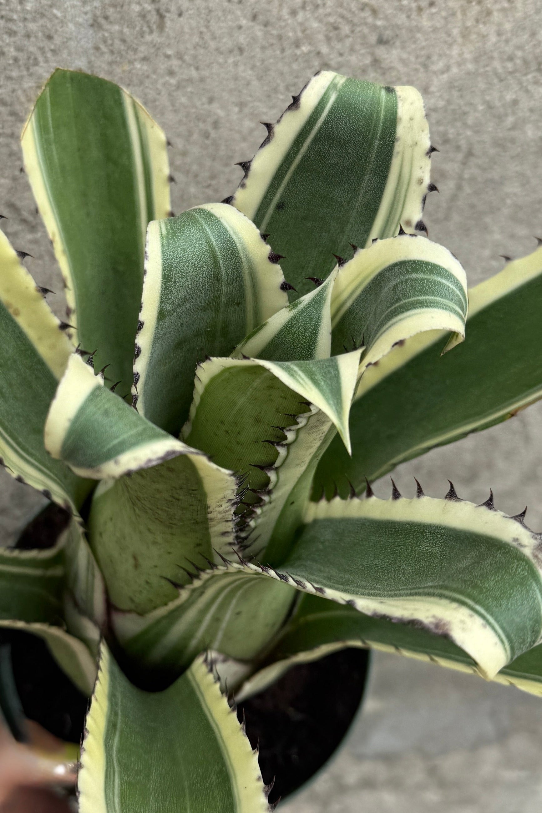 Hohenbergia edmundoi variegated leaves up close and from the top side ©Sprout Home