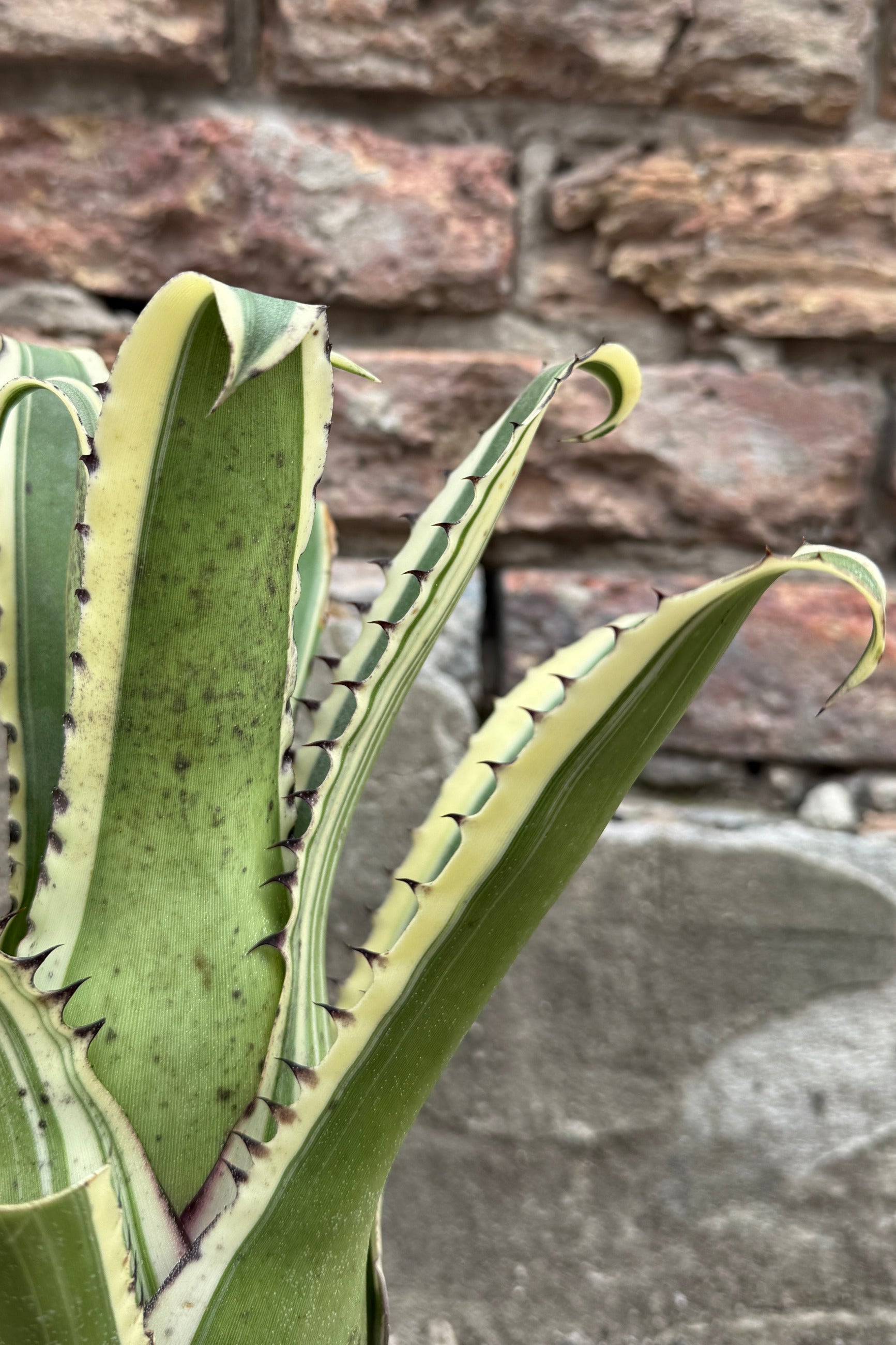 Hohenbergia edmundoi leaves up close from the side in front of brick ©Sprout Home