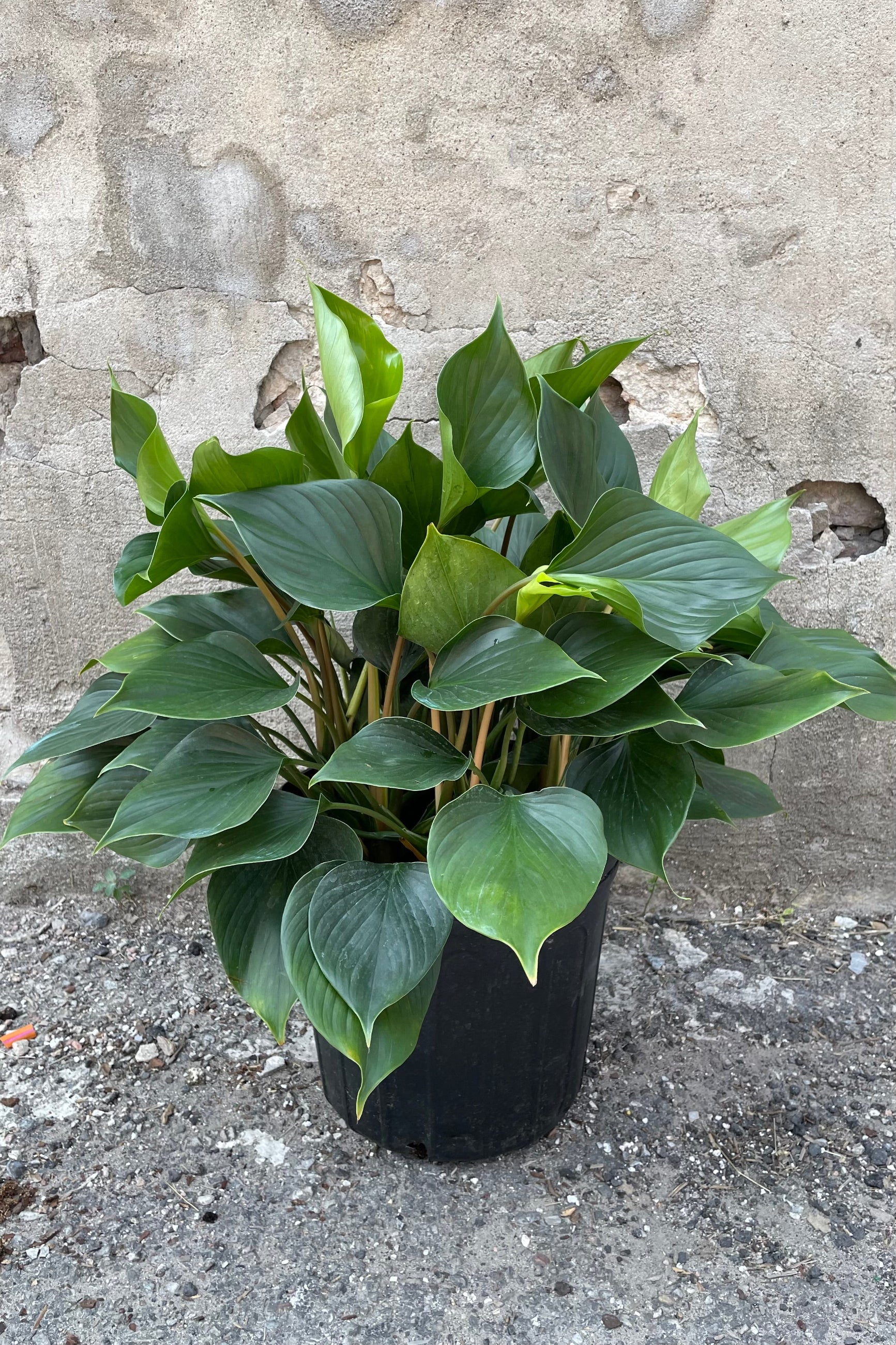 Homalomena 'Emerald Gem' in a 10" growers pot with its thick dark green leaves in front of a concrete wall. ©Sprout Home