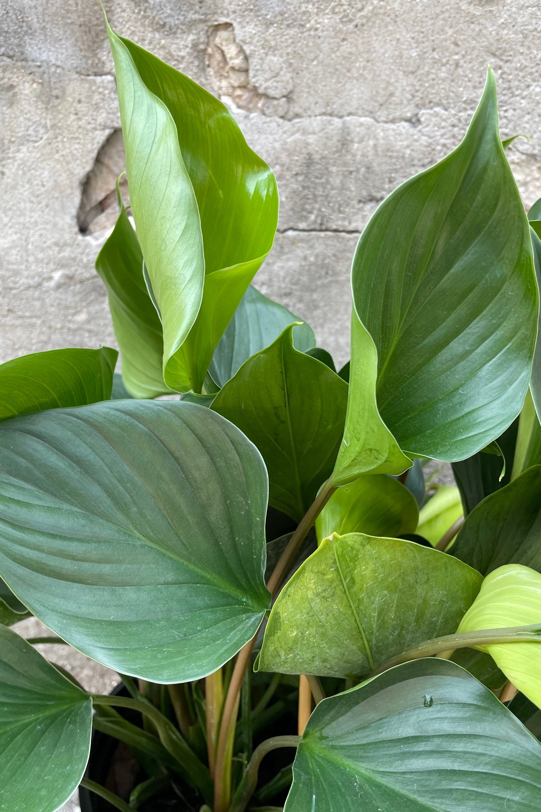 A close up picture of the elegant green ovate cupped shaped leaves of the Homalomena 'Emerald Gem' ©Sprout Home