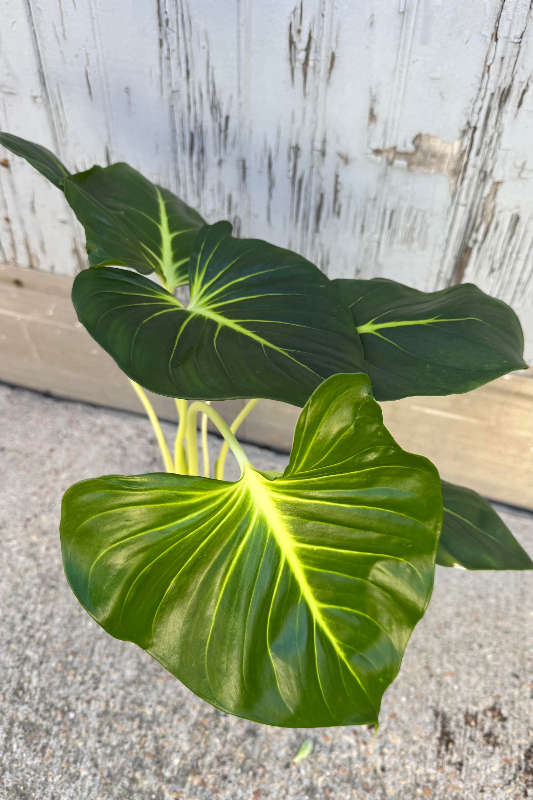 Photo of the large heart shaped green leaves of Homalomena lindenii against a gray wall. The dark green leaves have a bright golden vein. View from above. ©Sprout Hom