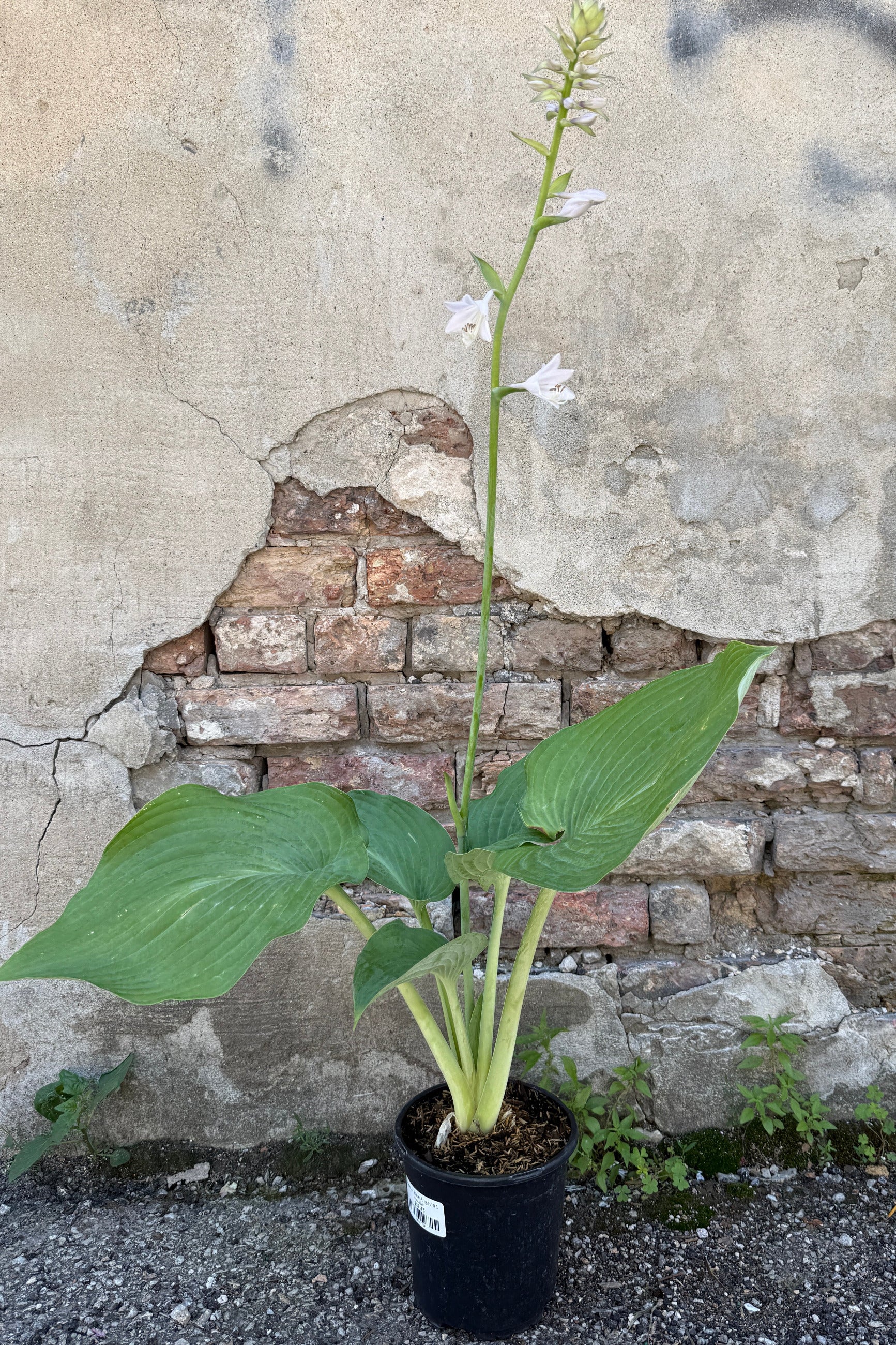 Hosta 'Blue Angel' in a #1 growers pot in bloom the middle of June against a brick wall ©Sprout Home