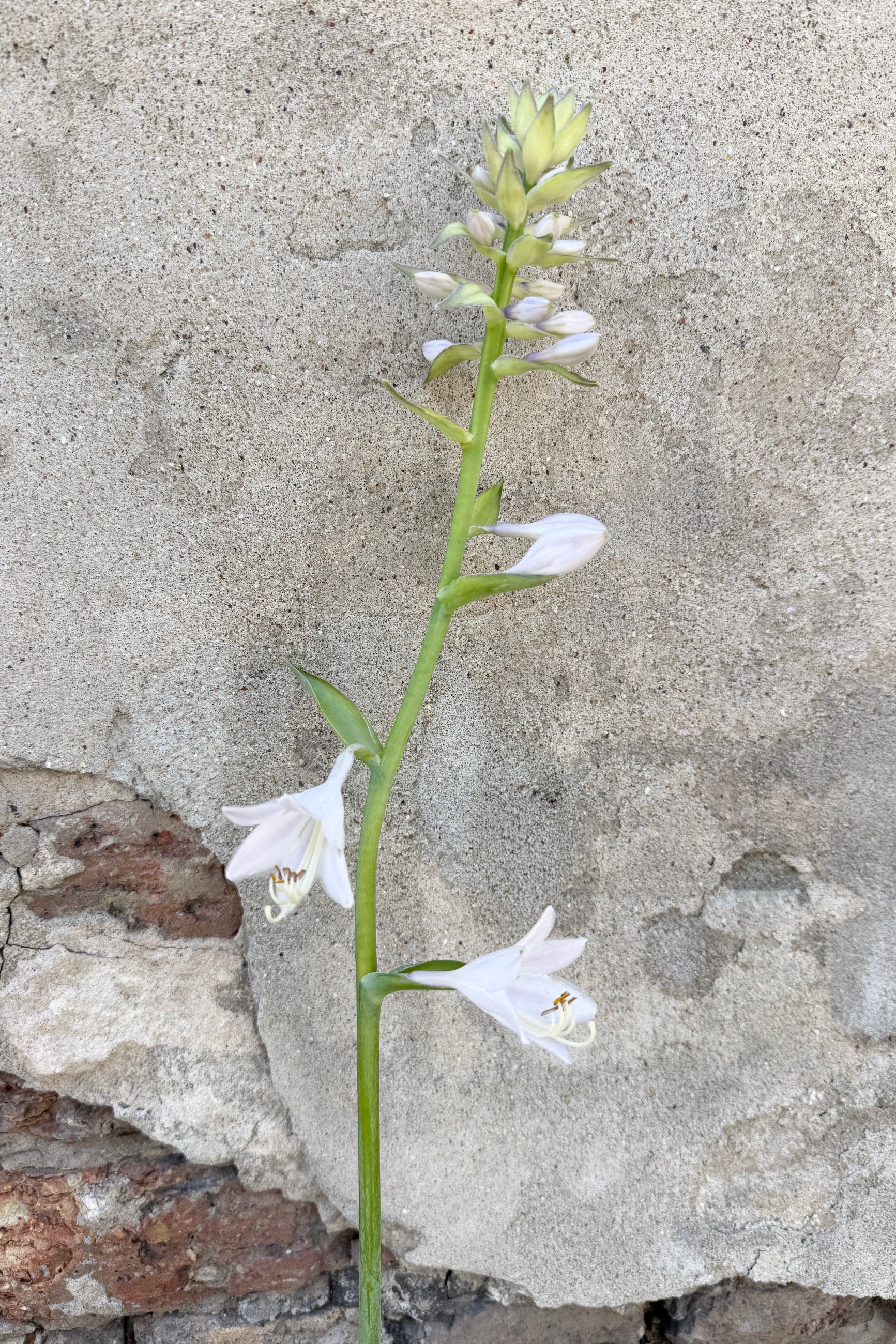 Hosta 'Blue Angel' flower on a textured stone background blooming middle of June ©Sprout Home