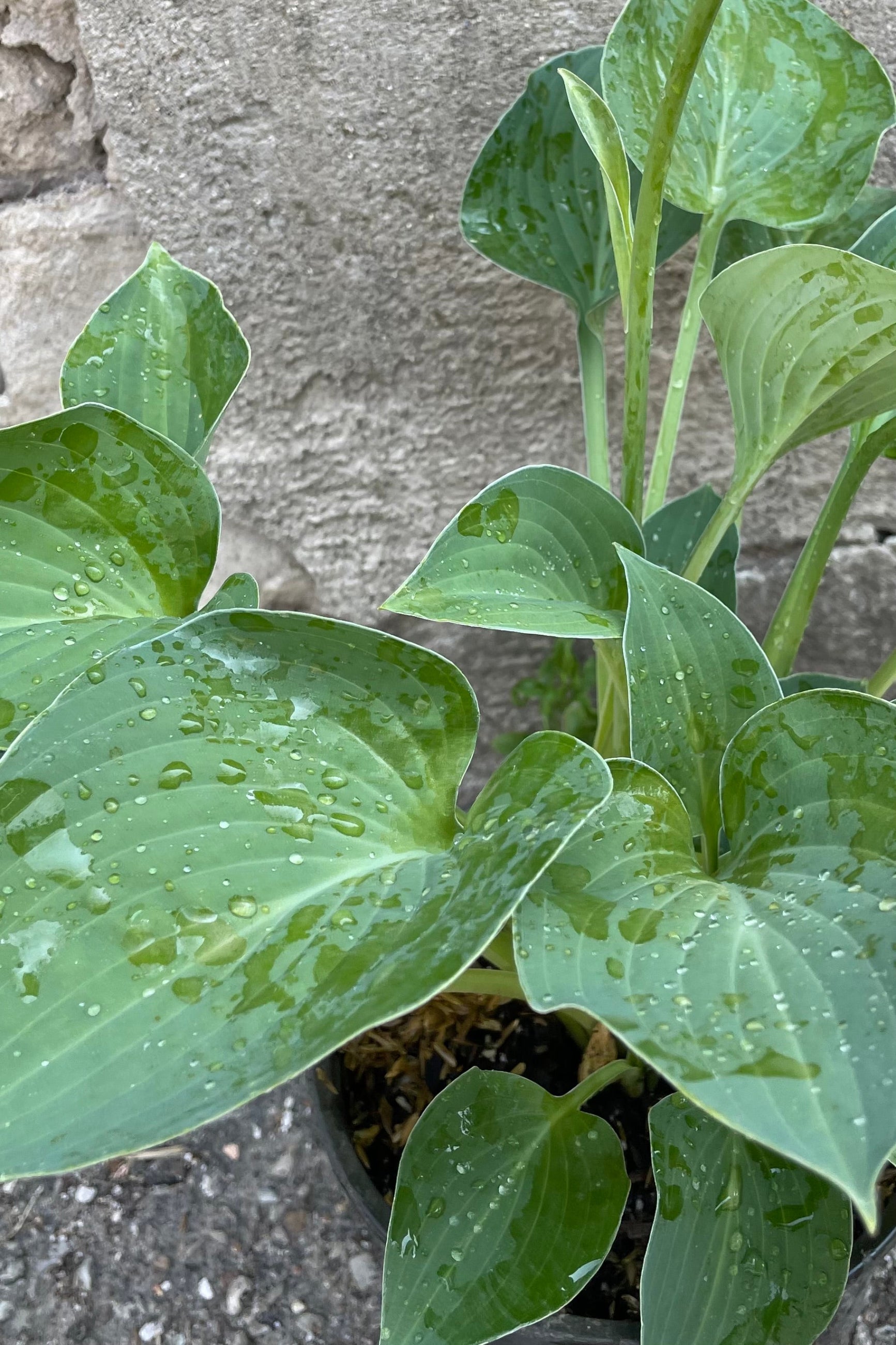 Hosta 'Blue Cadet' up close showing off its large heart shaped blue green leaves. ©Sprout Home