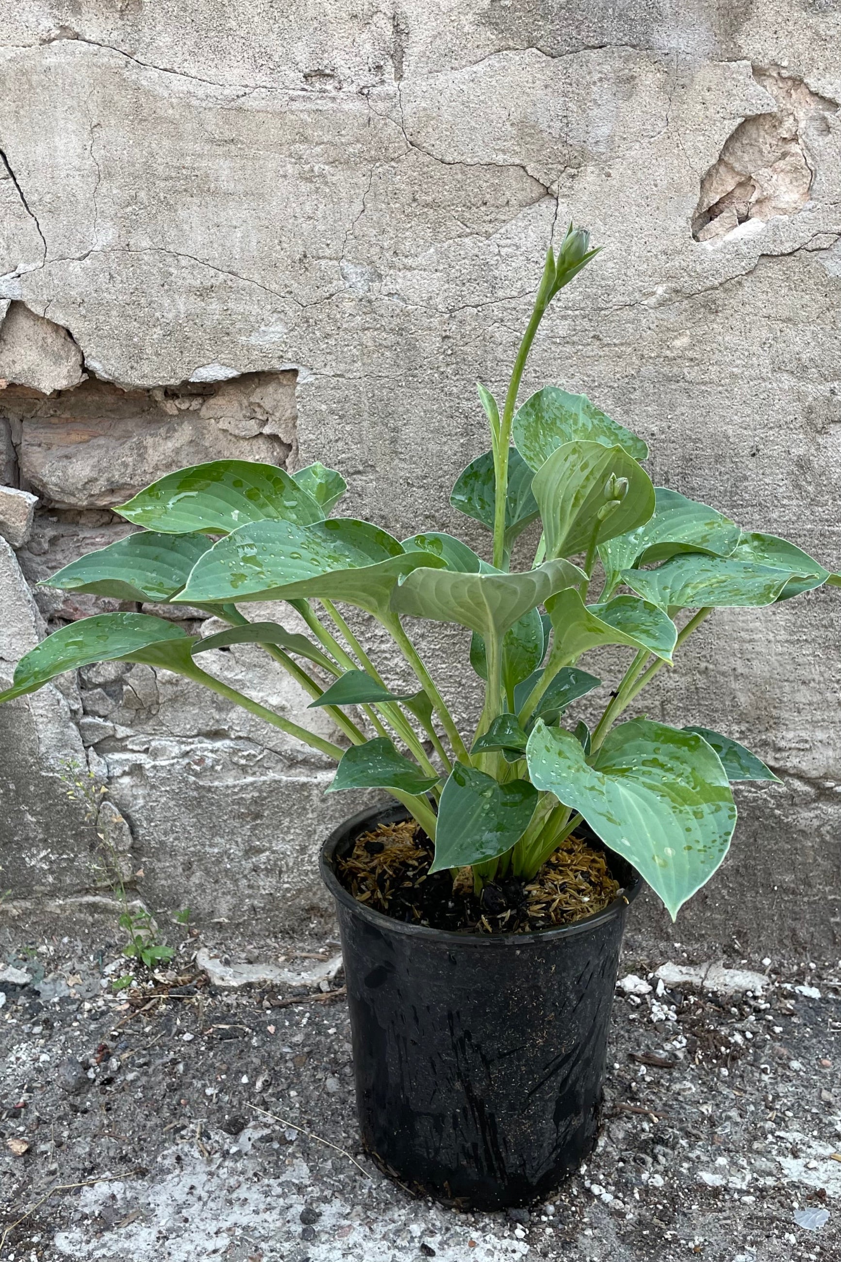 Hosta 'Blue Cadet' in a #1 growers pot the beginning of June about to bloom. ©Sprout Home