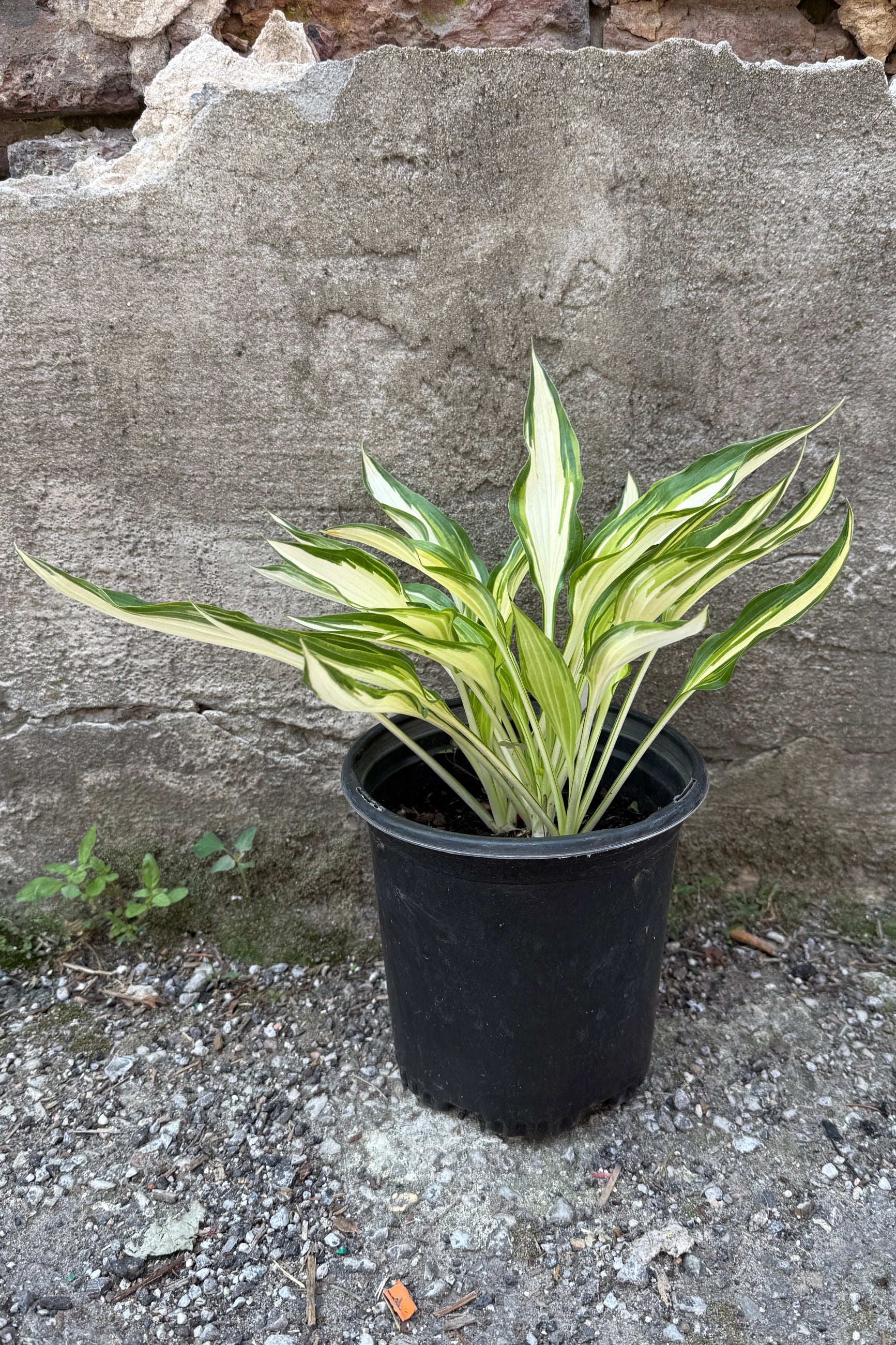 Hosta 'Cool as a Cucumber' in a #1 growers pot the middle of June ©Sprout Home