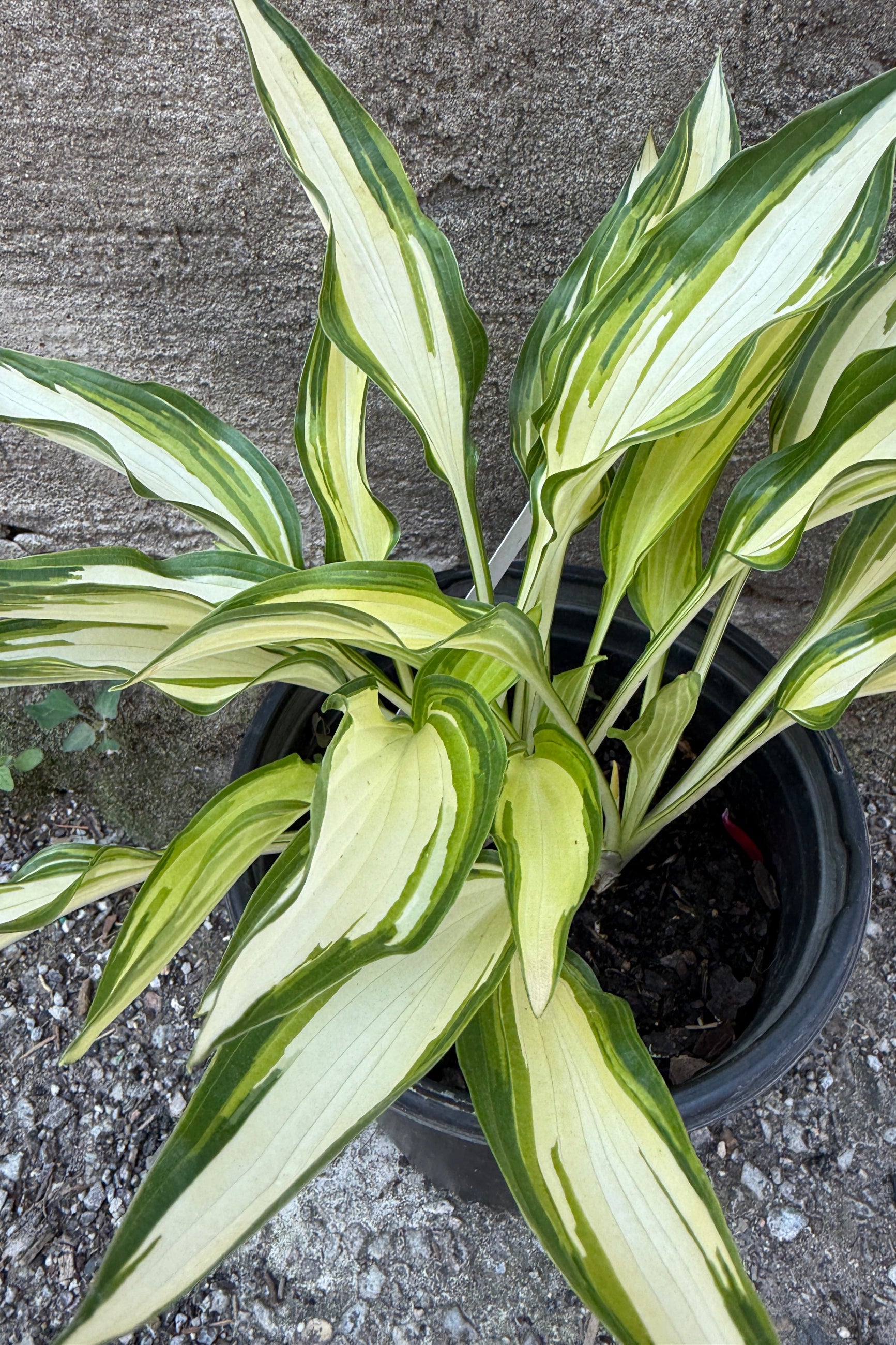 Hosta 'Cool as a Cucumber' in a #1 growers pot the middle of June ©Sprout Home