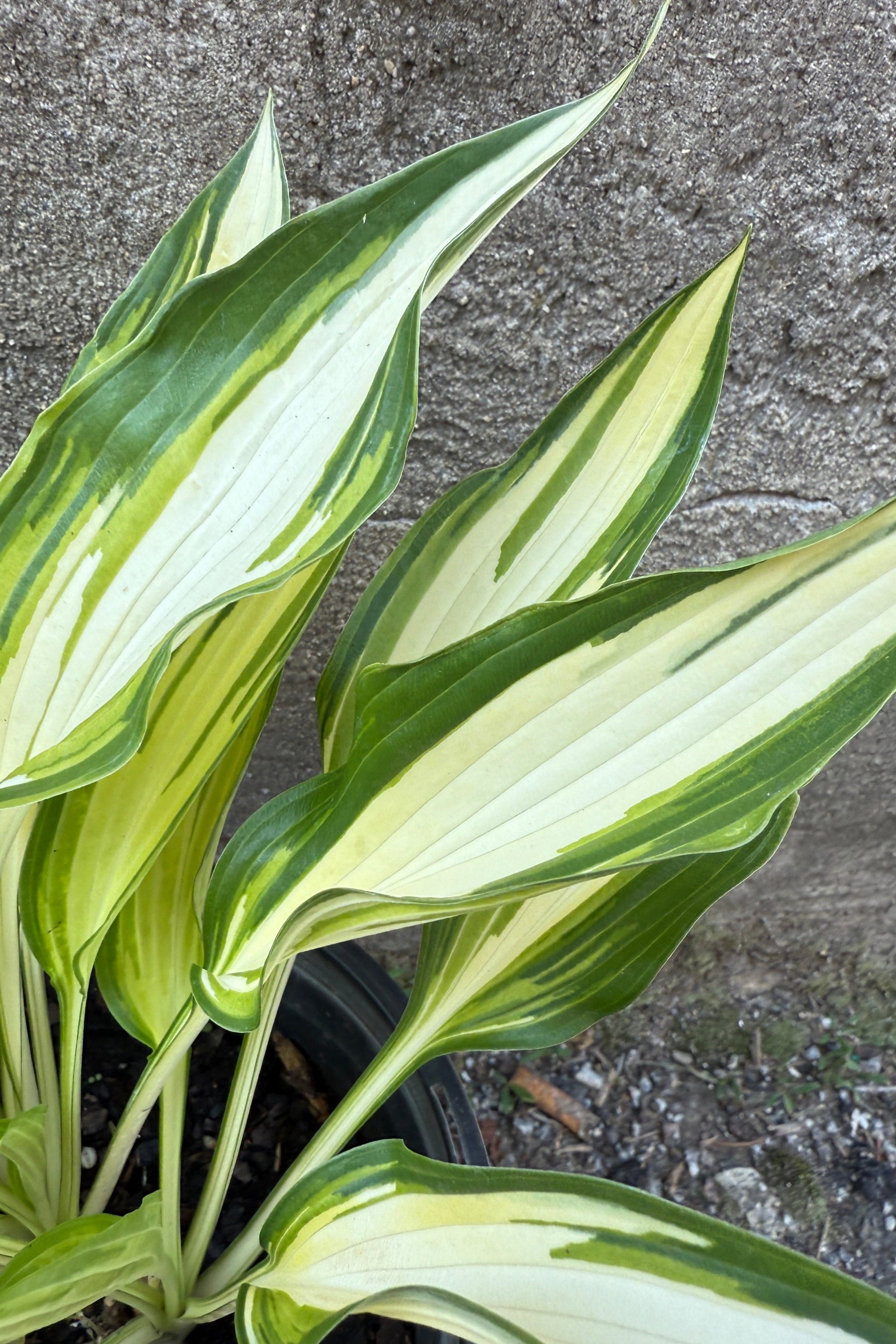 Hosta 'Cool as a Cucumber'detail of the variegated leaves the middle of June ©Sprout Home