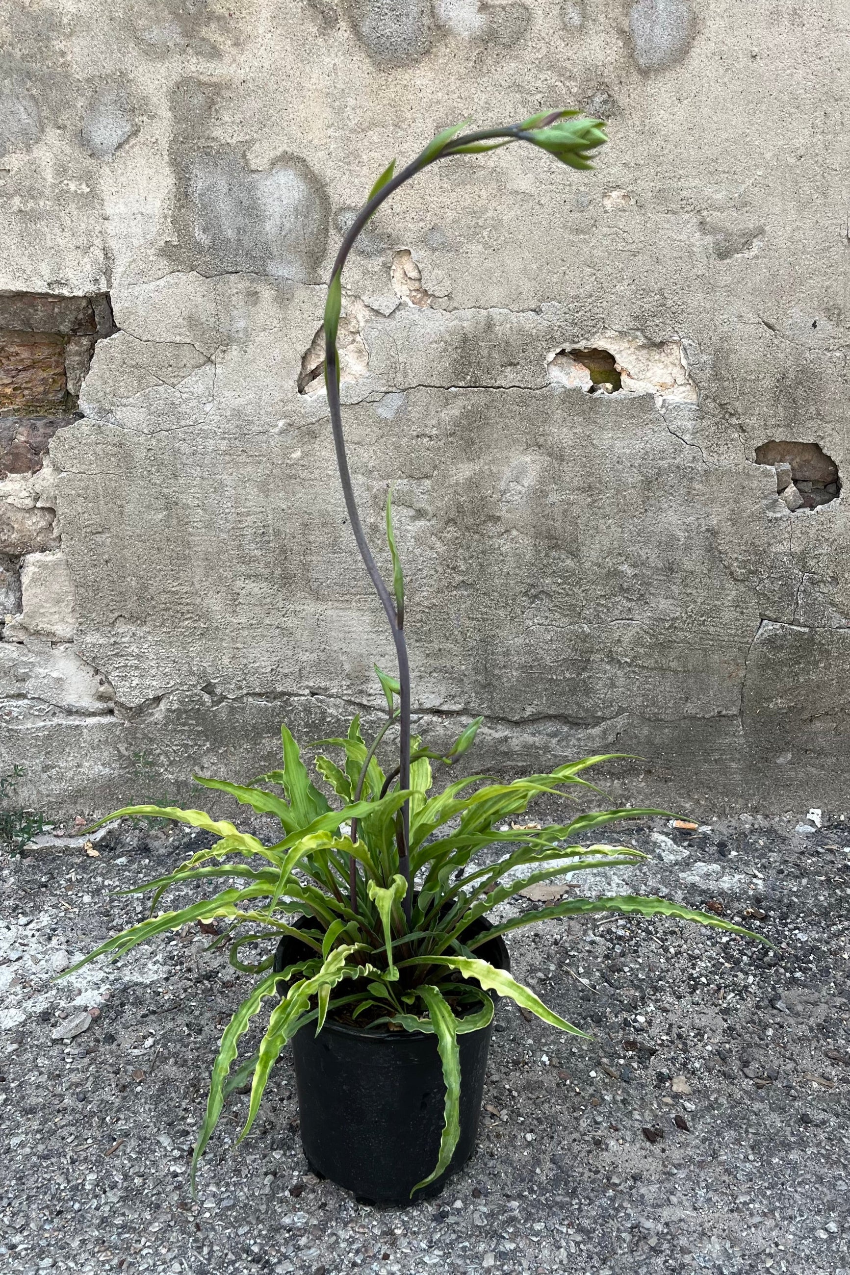 Hosa 'Curly Fries' in a #1 growers pot early August with its long curly green leaves with a flowering stem growing tall from the center ©Sprout Home