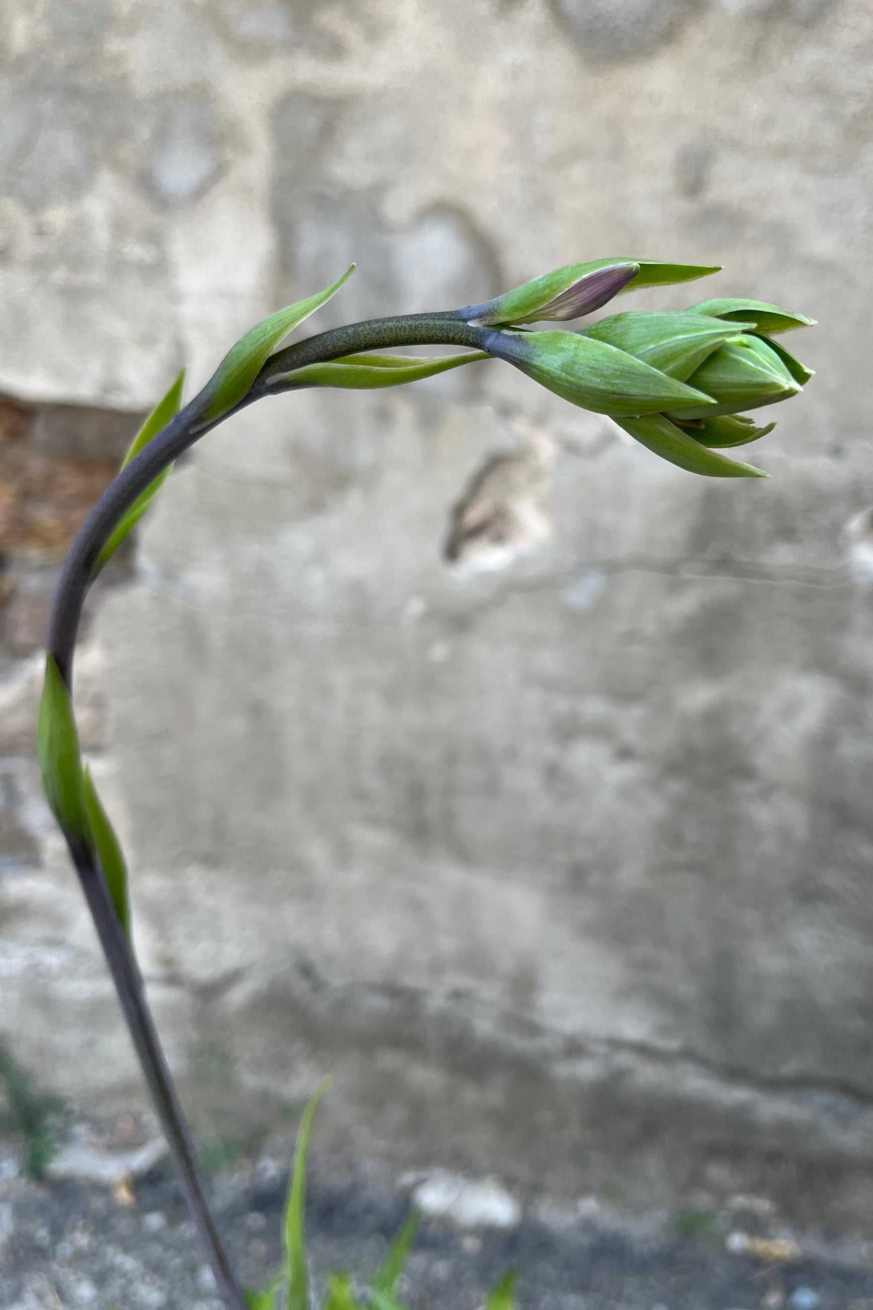 detail image of Hosta 'Curly Fries' showing new flower stem about to bloom, in midsummer, early August ©Sprout Home