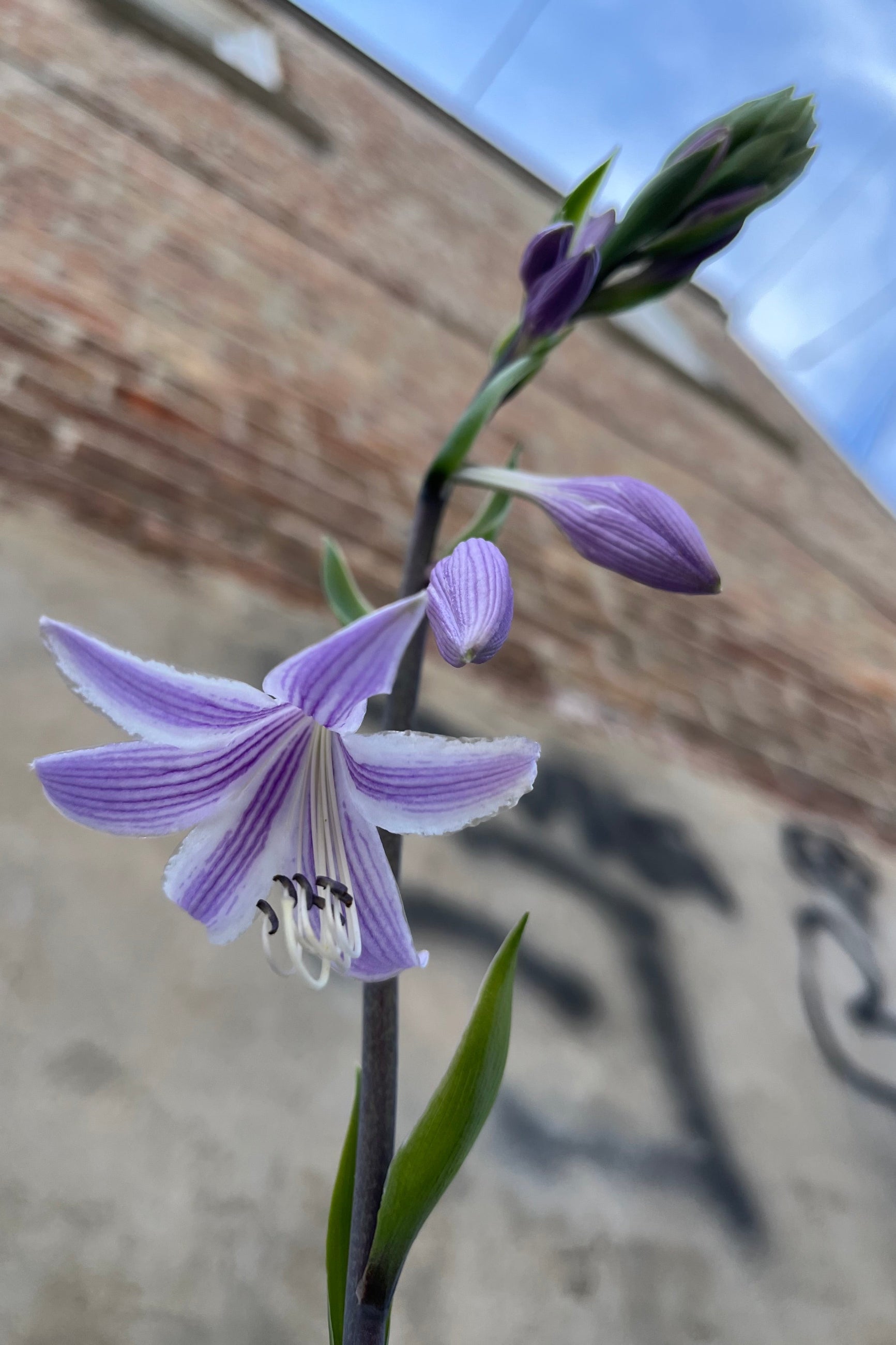 detail image of Hosta 'Curly Fries' showing downward facing, purple and white striped bloom in August ©Sprout Home