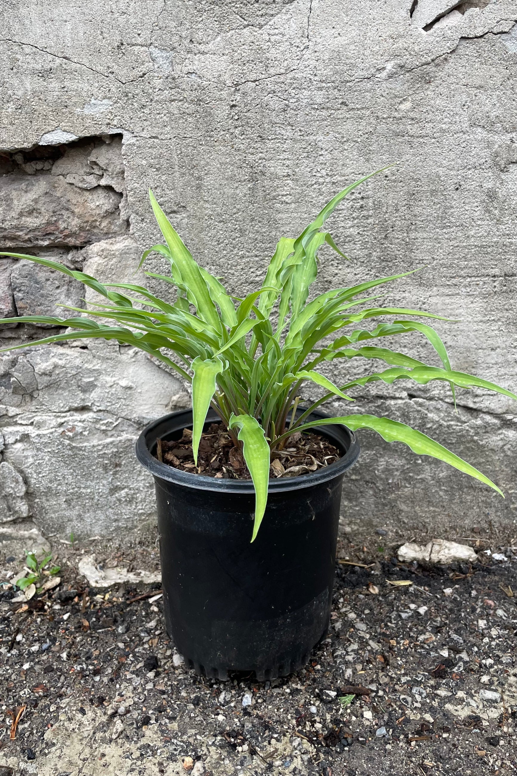Hosa 'Curly Fries' in a #1 pot size the beginning of May with its long scrappy green leaves in front of a concrete wall. ©Sprout Home