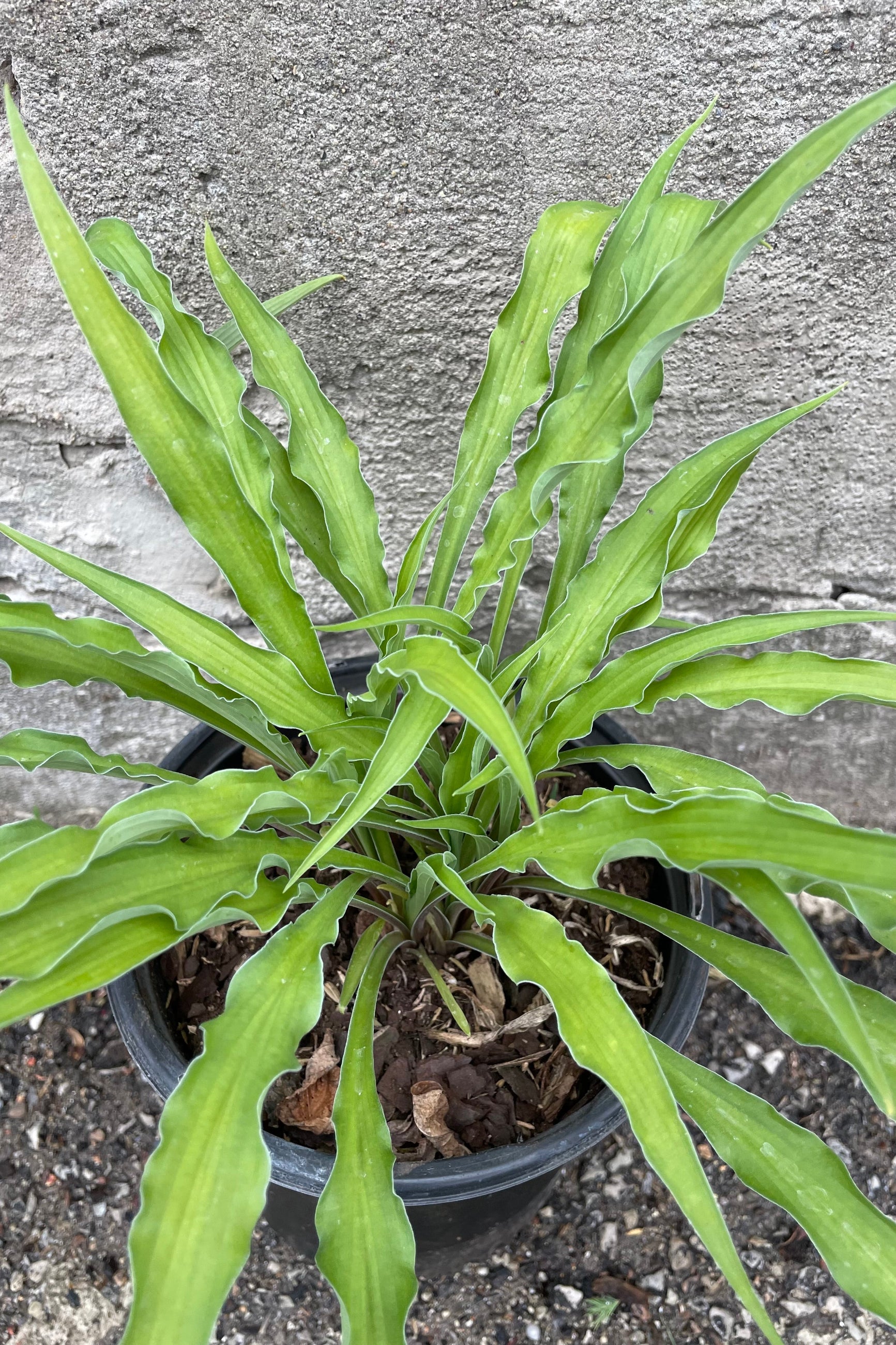 A close up picture of Hosta 'Curly Fries' the middle of May showing off its strapping long leaves against a concrete wall. ©Sprout Home