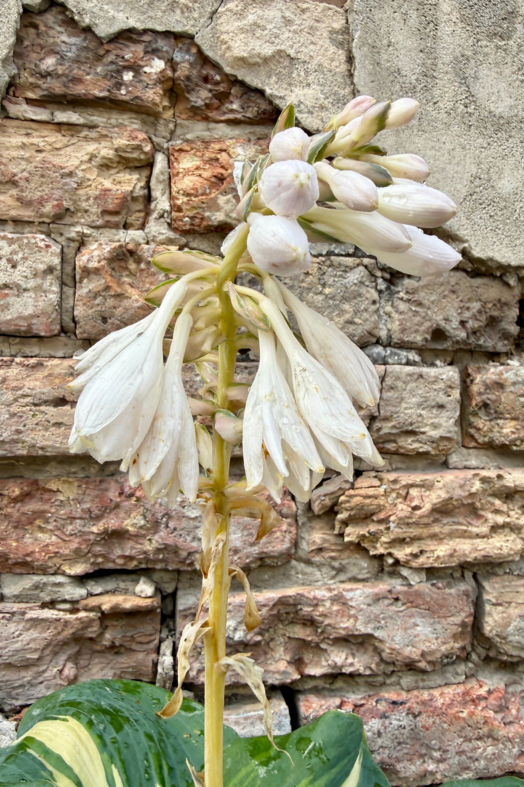 Hosta 'Dream Weaver' White flowers against a stone wall the middle of June ©Sprout Home