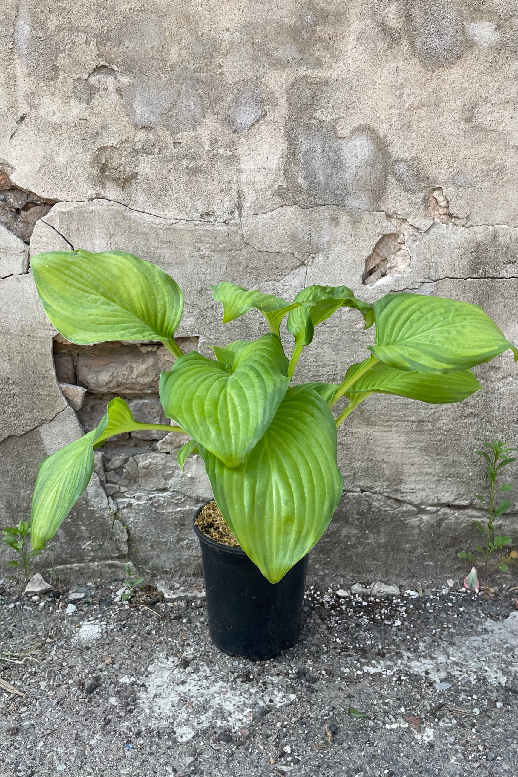 Hosta 'Guacamole' in a #1 growers pot mid to late May with its large heart shaped bright two tones leaves. ©Sprout Home