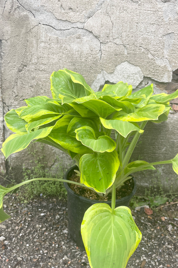 Hosta 'Golden Tiara' in a #1 growers pot the beginning of May with already large green and chartreuse leaves against a concrete wall. 