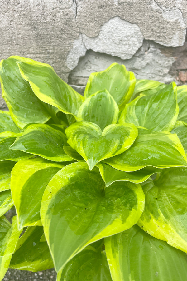 A Hosta 'Golden Tiara' up close the beginning of May showing off its heart shaped green leaves with Chartreuse exterior markings. 