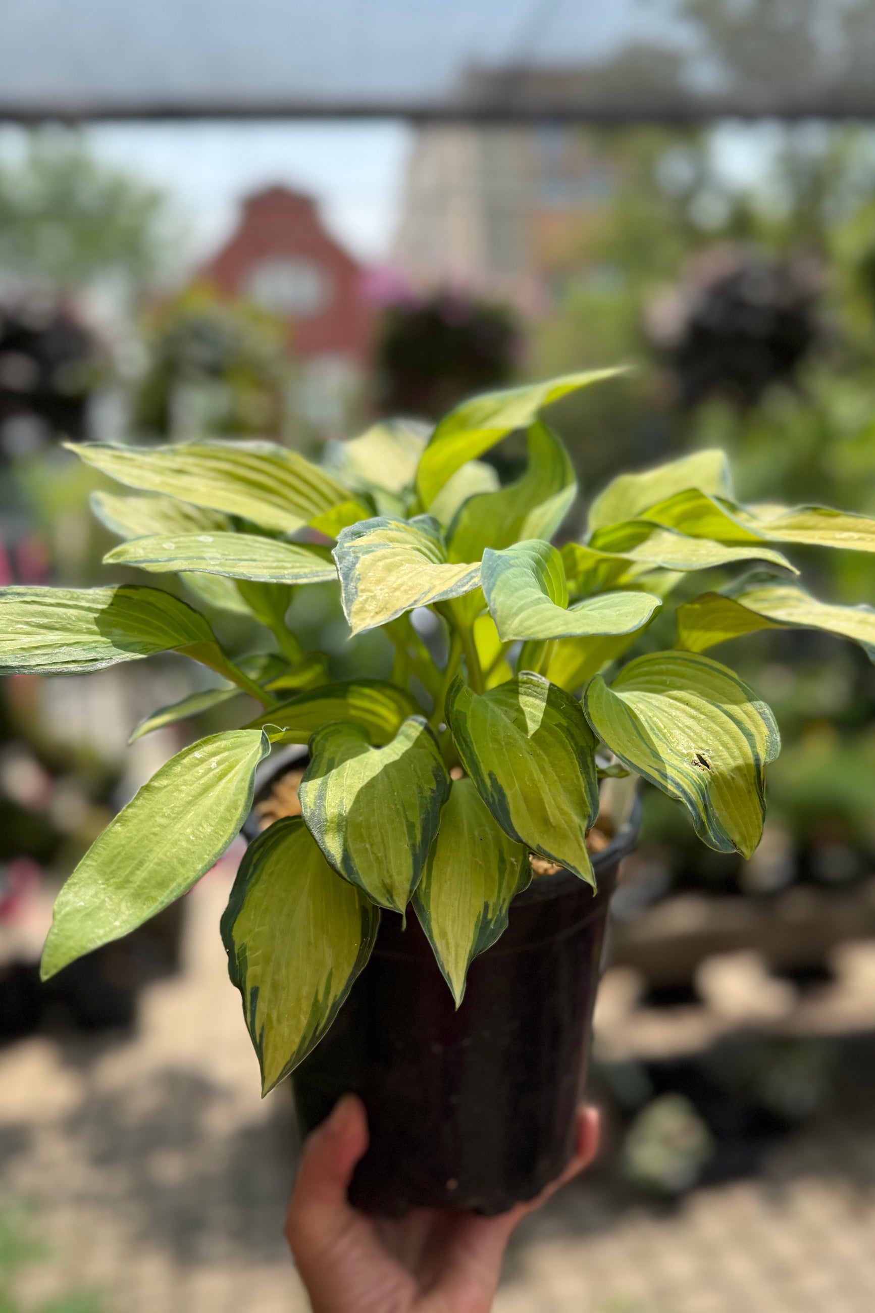 Hosta 'June' in a #1 growers pot the beginning of June being held in hand ©Sprout Home