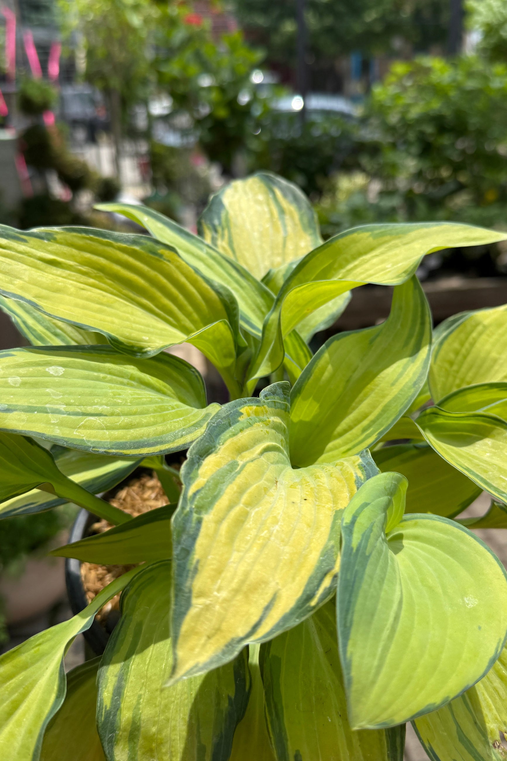 Hosta 'June' the beginning of June showing the variegated leaves ©Sprout Home