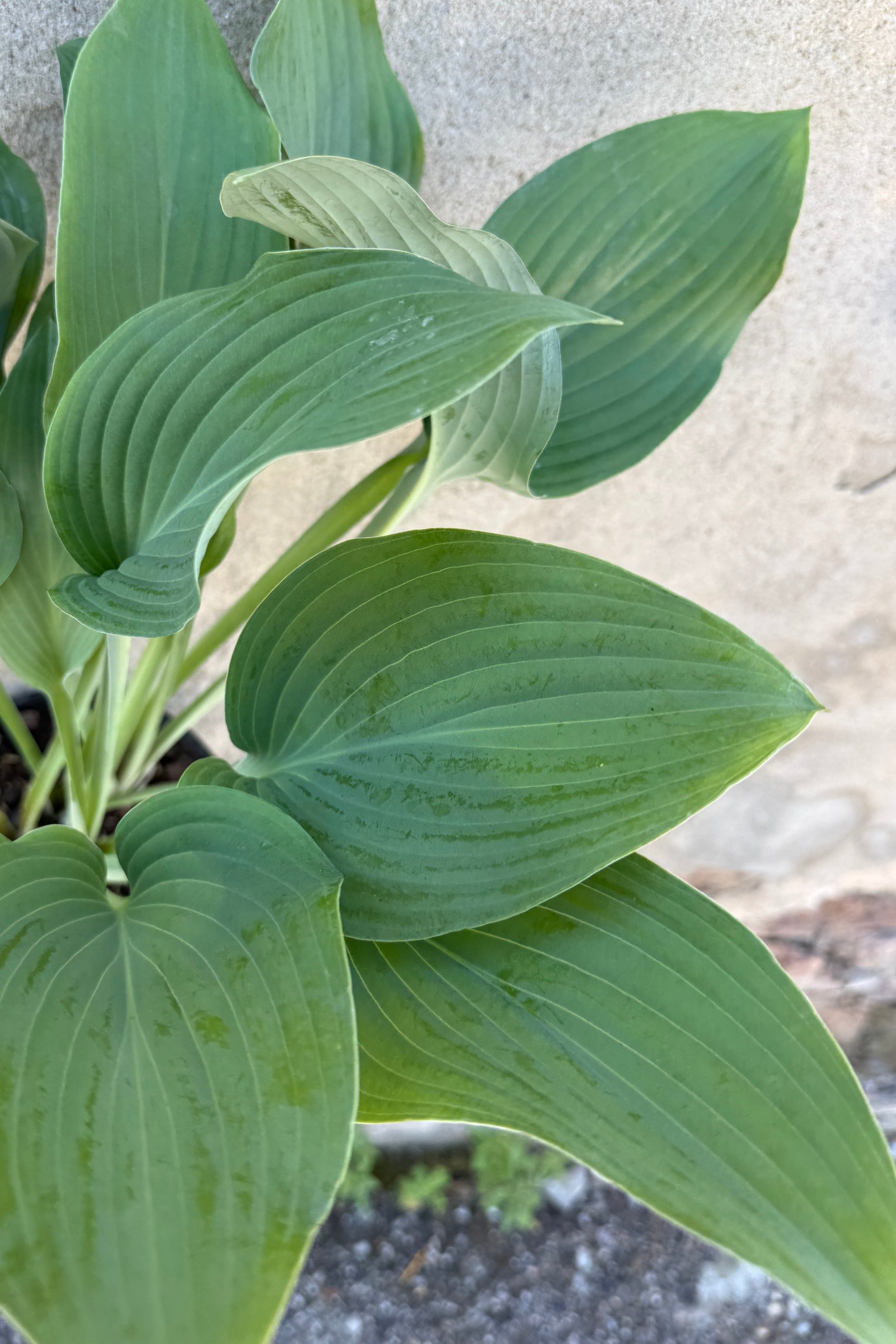 Close up of the blue green large leaves of Hosta 'Krossa Regal' in June ©Sprout Home