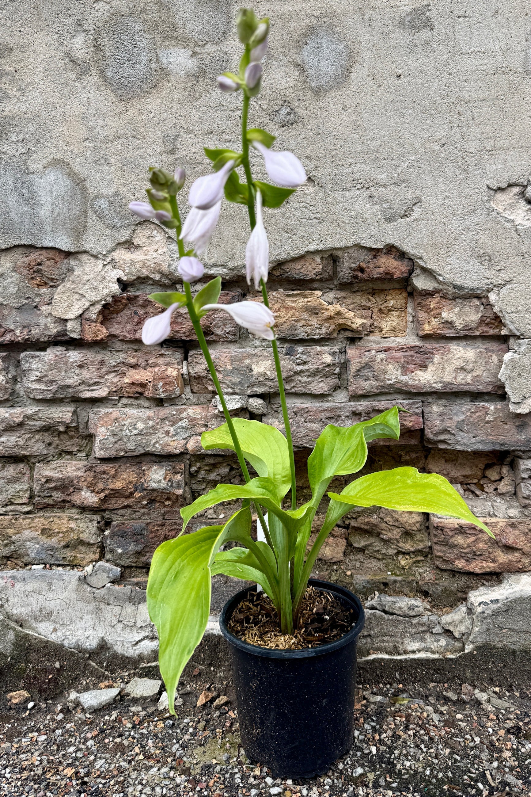 Hosta 'Sum and Substance' in a #1 growrs pot with bright green leaves and flowers the beginning of July against a concrete wall ©Sprout Home